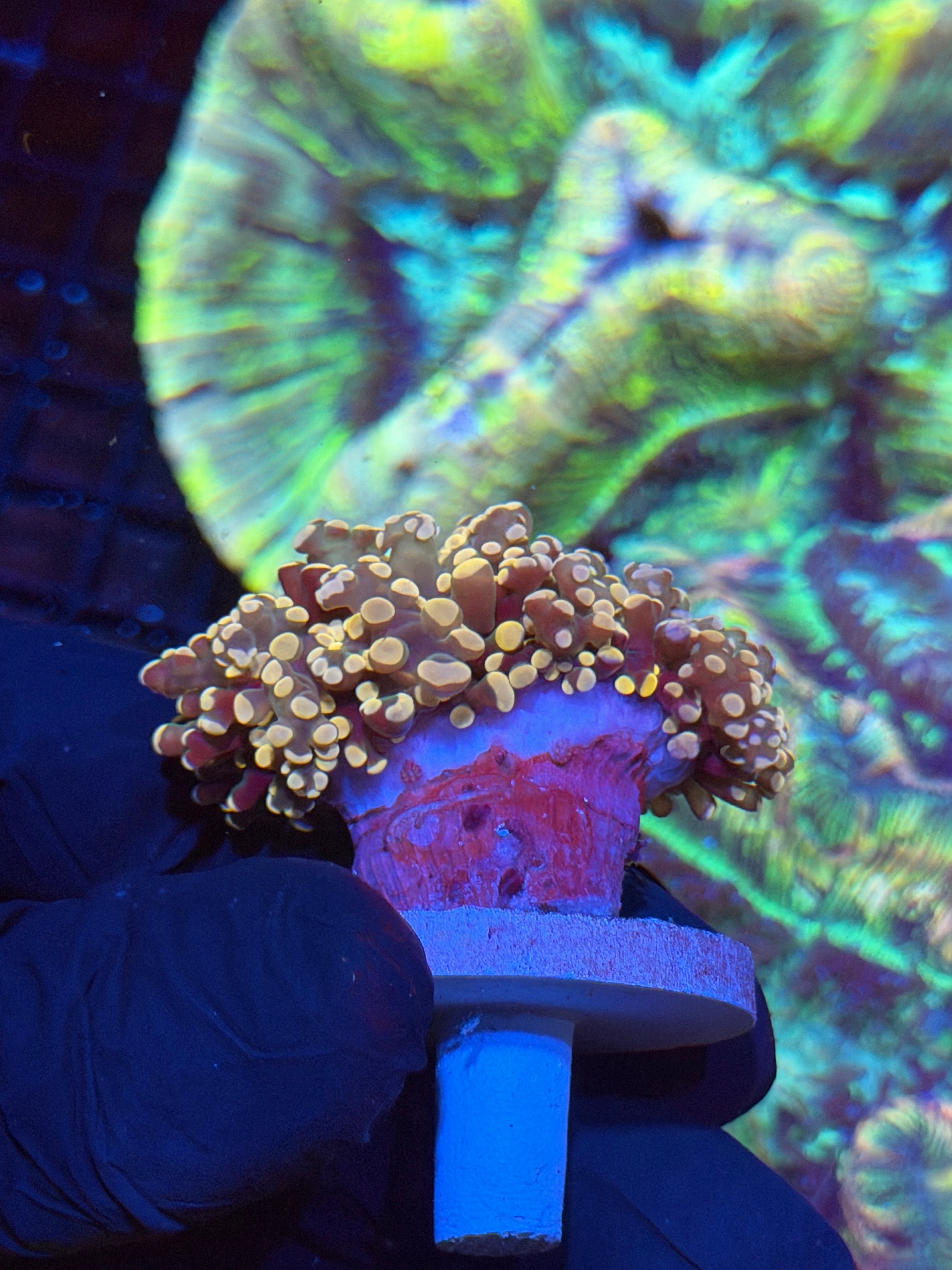 JEA Princess Peach Frogspawn Coral 1 XL Heads Splitting 8/29