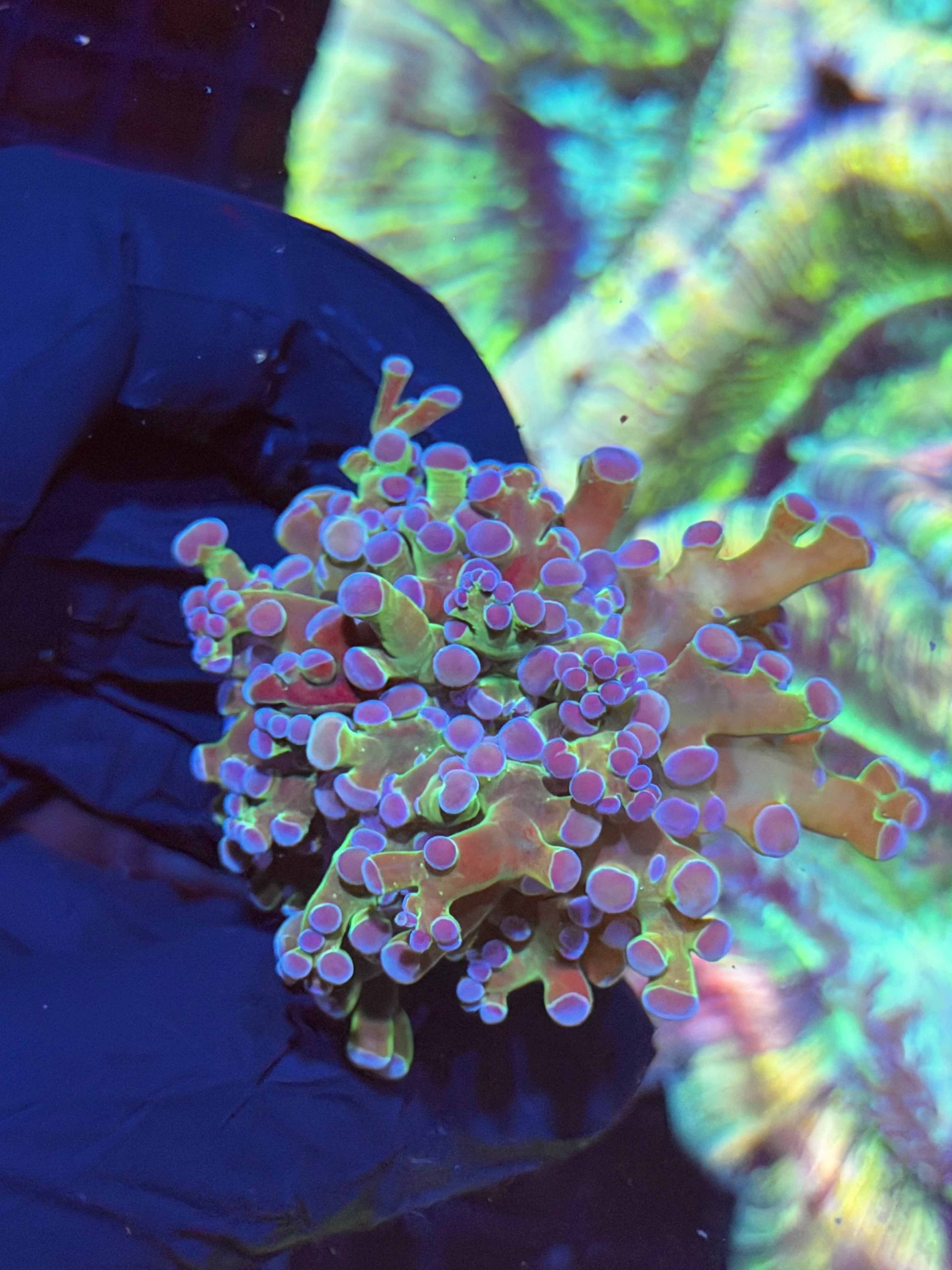 JEA Blue Magic Frogspawn Coral 1 XL Head 8/23