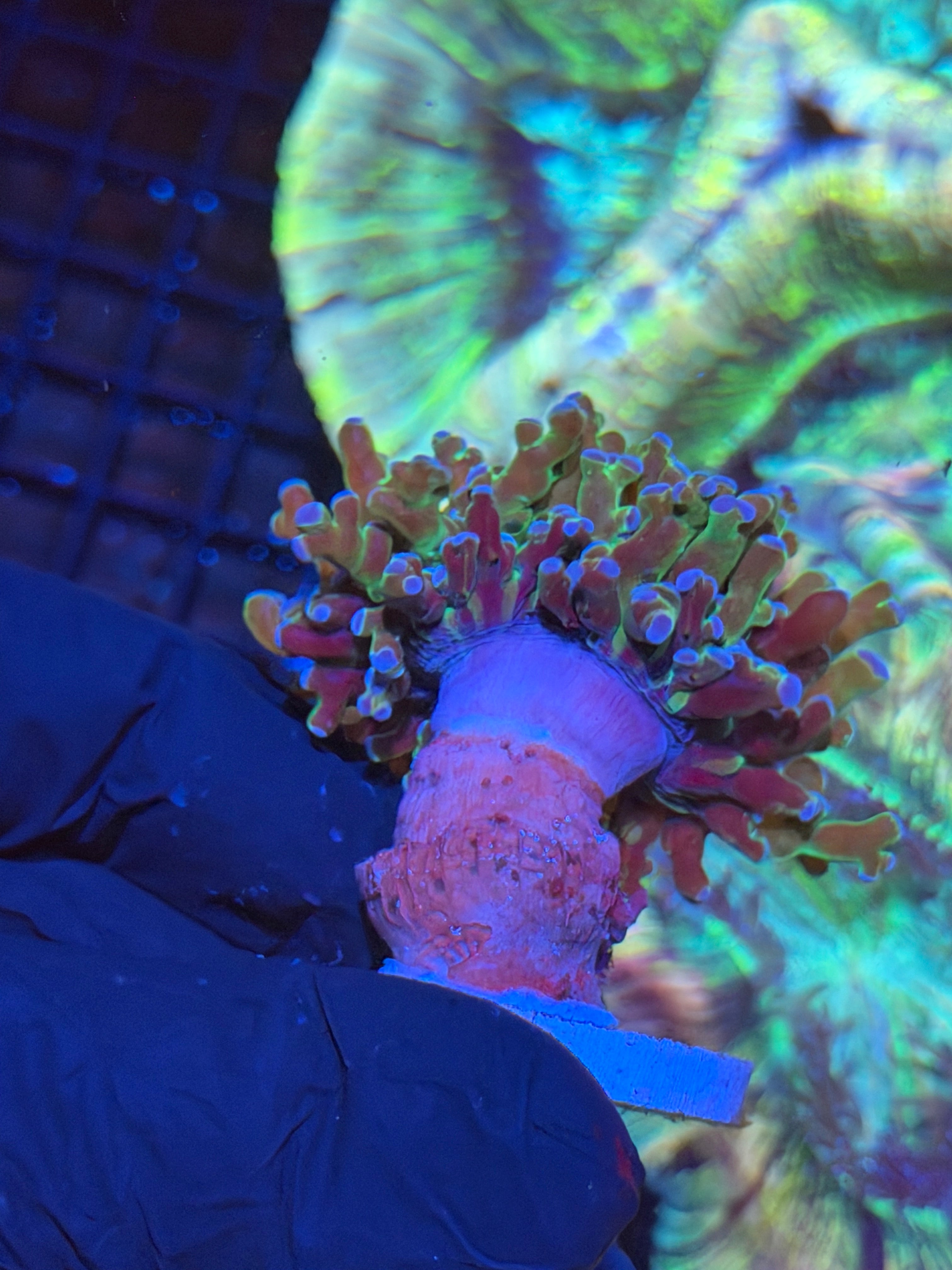 JEA Blue Magic Frogspawn Coral 1 XL HEAD 8/28