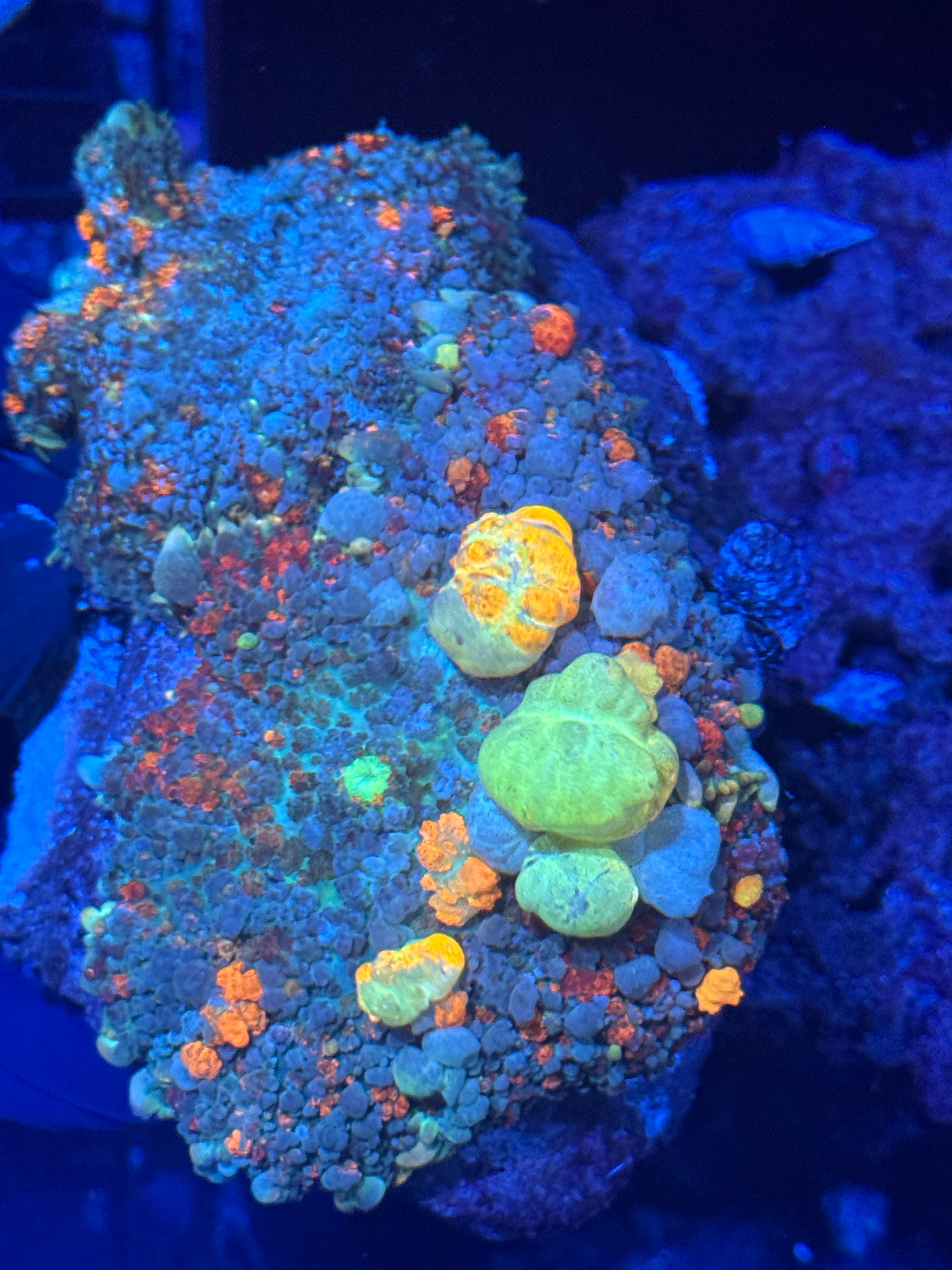 Jays Coral Shop – jaysexoticaquatics
