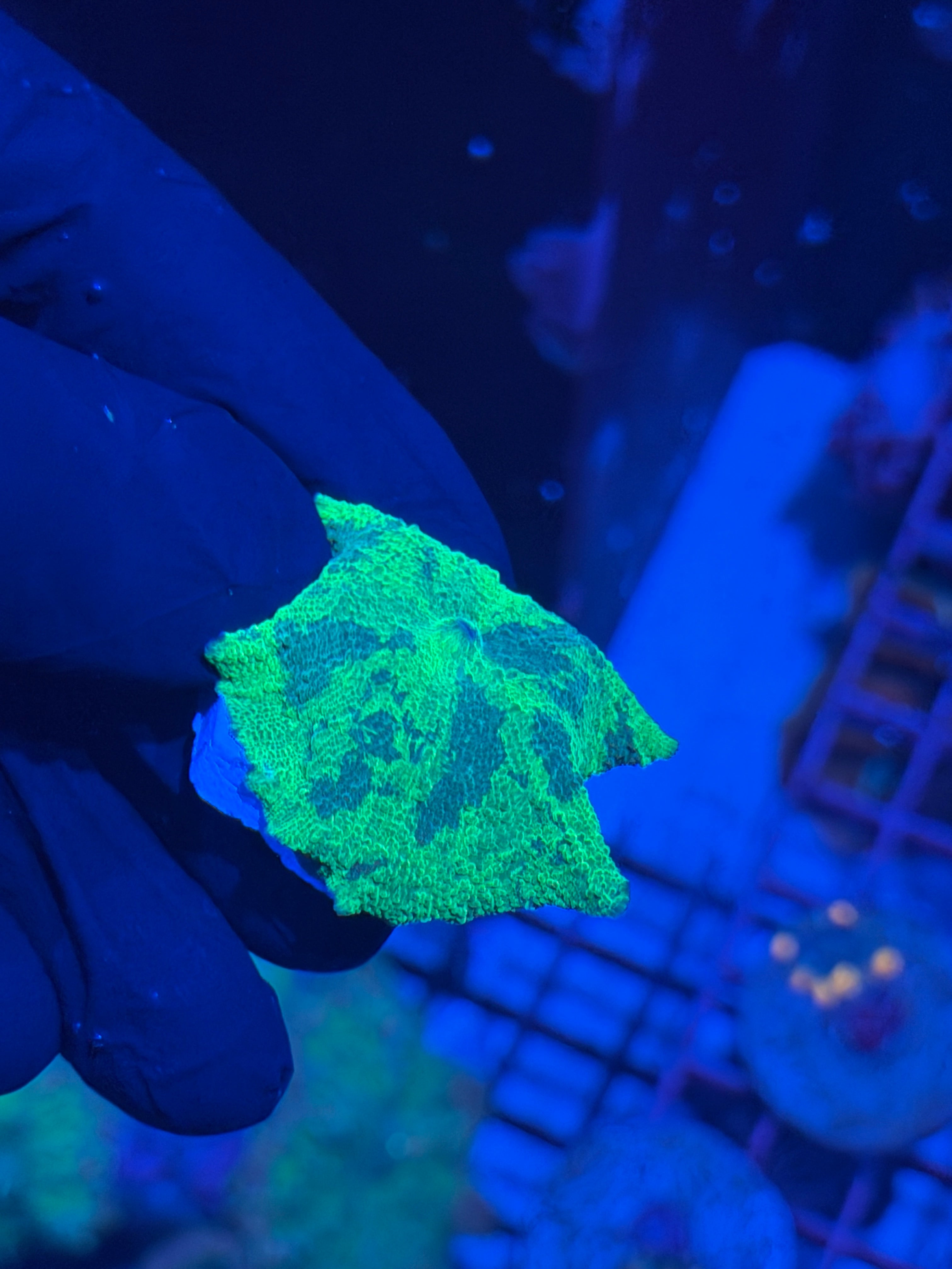JEA Blueberry Yum Yum Jawbreaker Mushroom Coral *RARE* 8/29