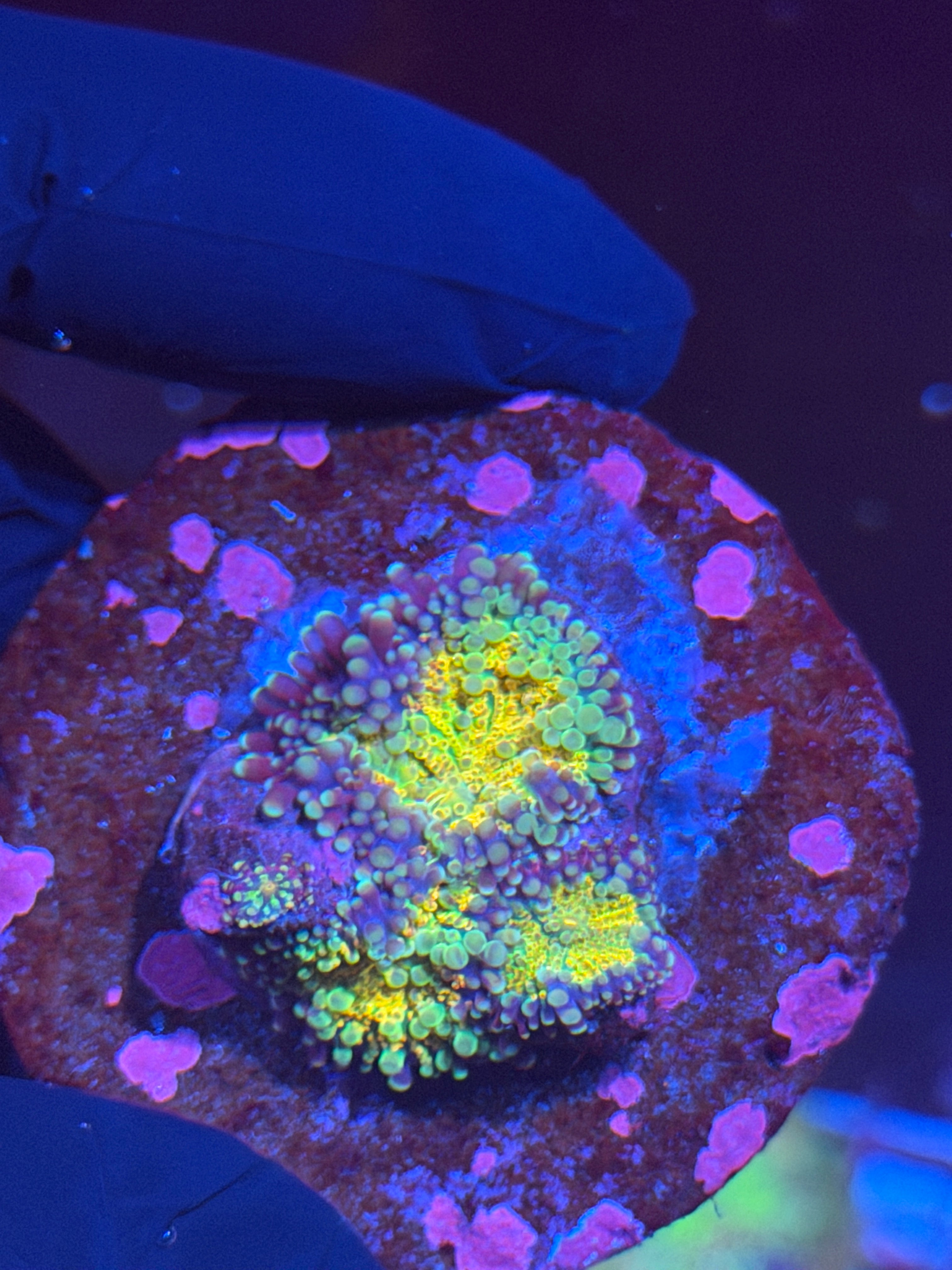 JEA Rainbow Magma Yuma Mushroom Coral XXL 8/28