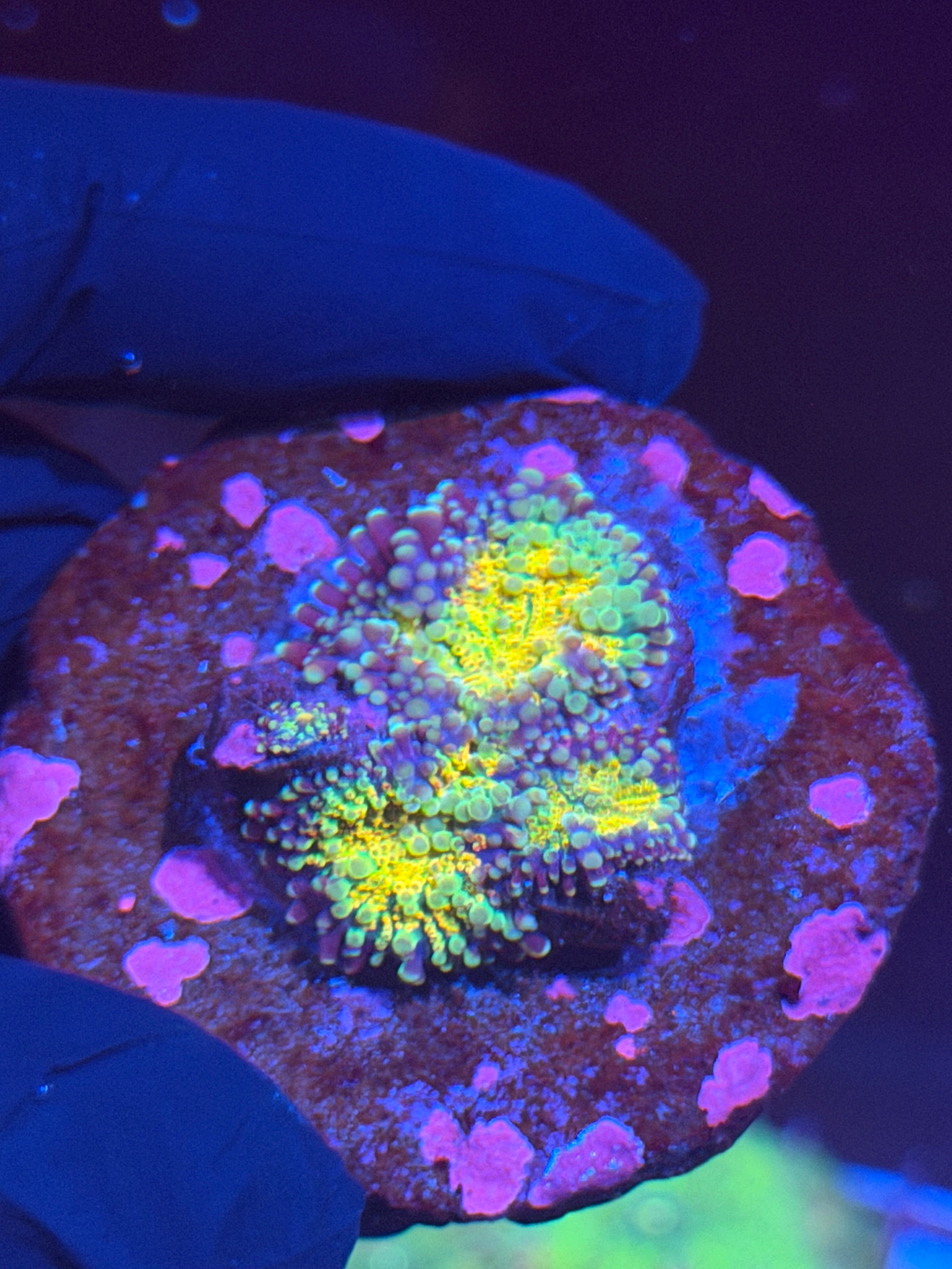 JEA Rainbow Magma Yuma Mushroom Coral XXL 8/28