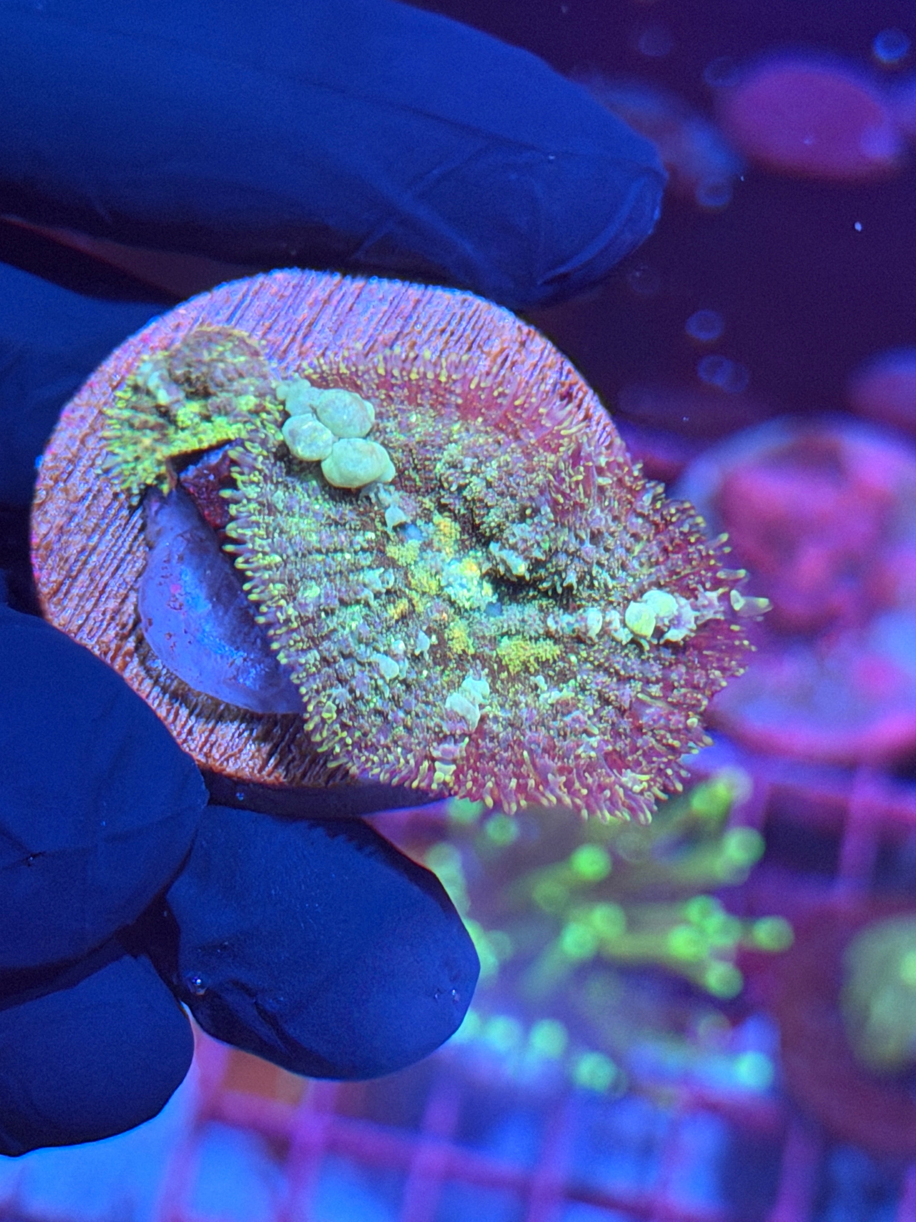 JEA Godspawn Bounce Mushroom Coral XL Bubbles 8/29