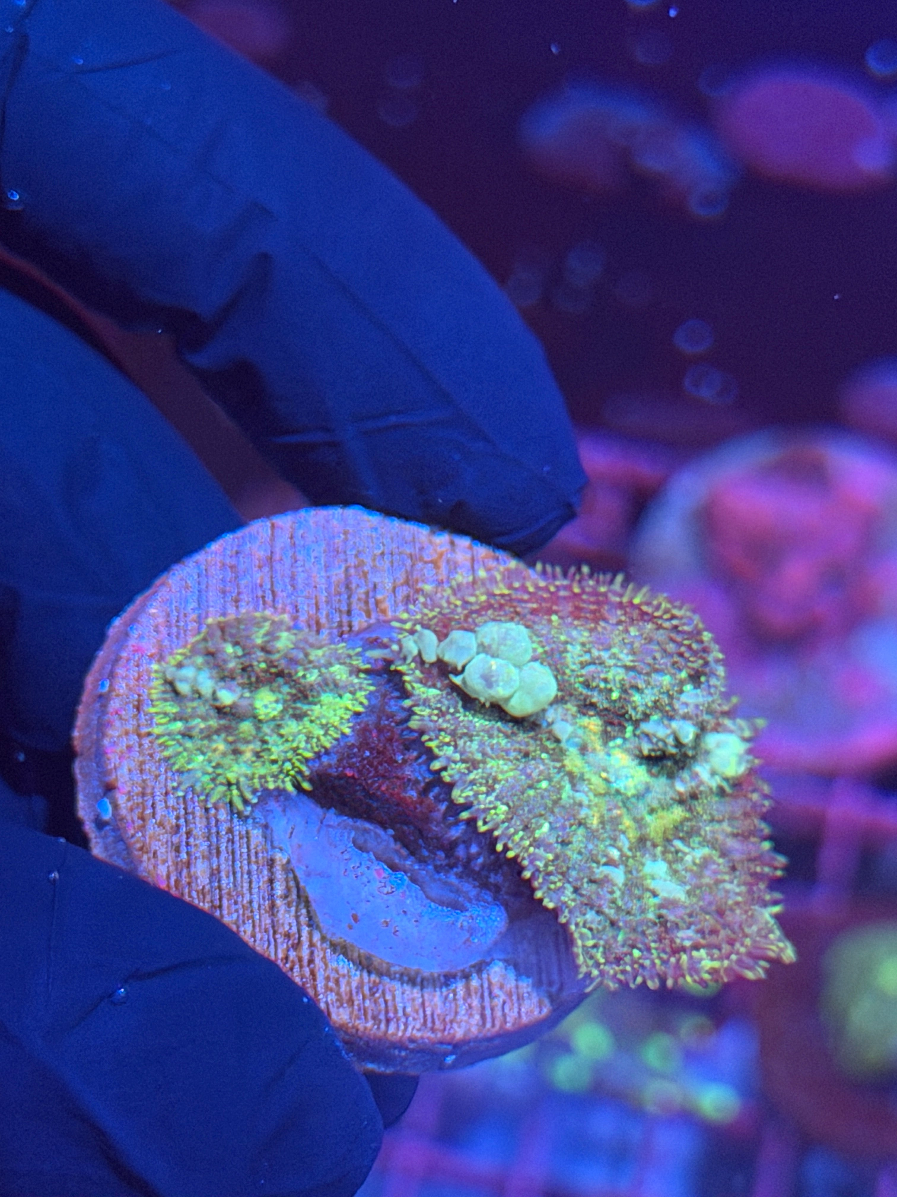 JEA Godspawn Bounce Mushroom Coral XL Bubbles 8/29