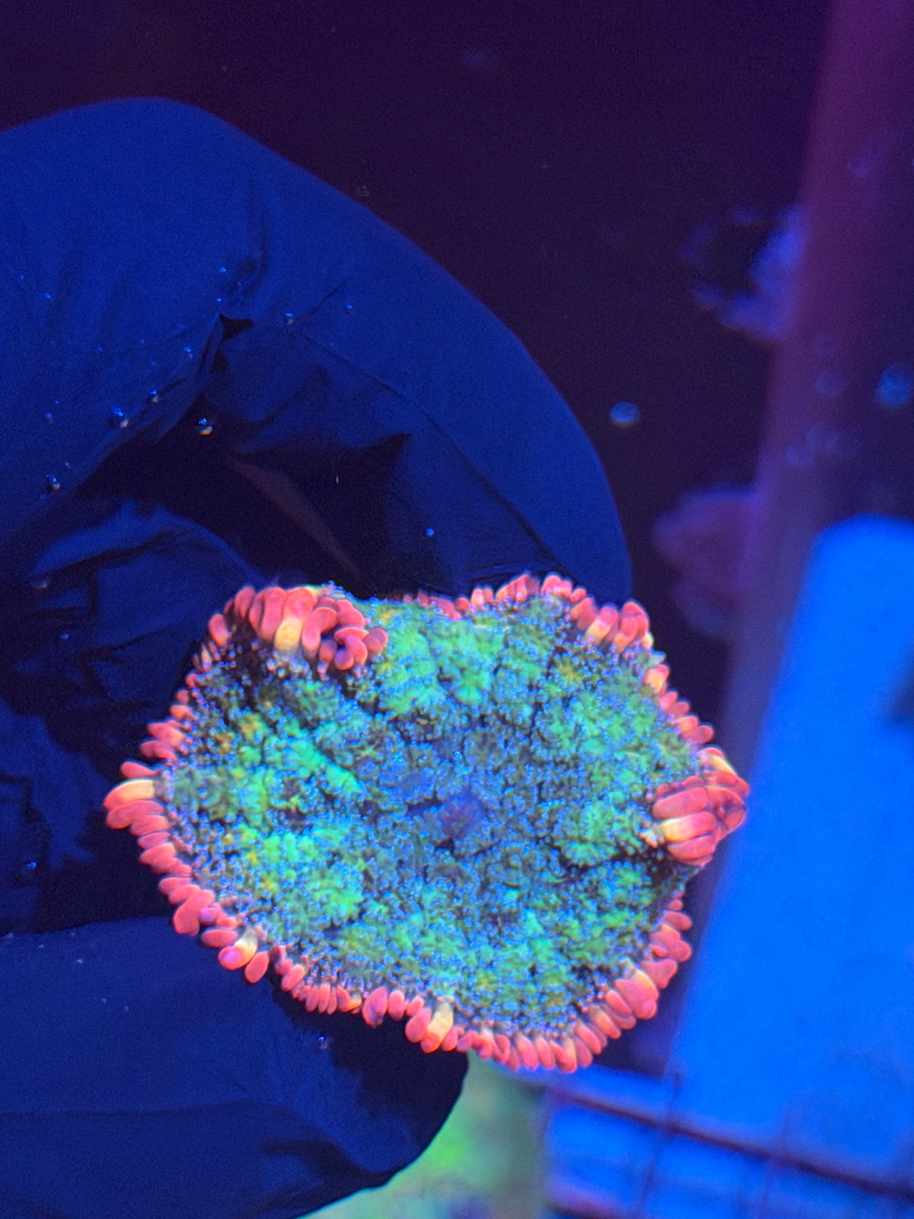 JEA Rainbow Frankies Bride Mushroom Coral XL 8/29