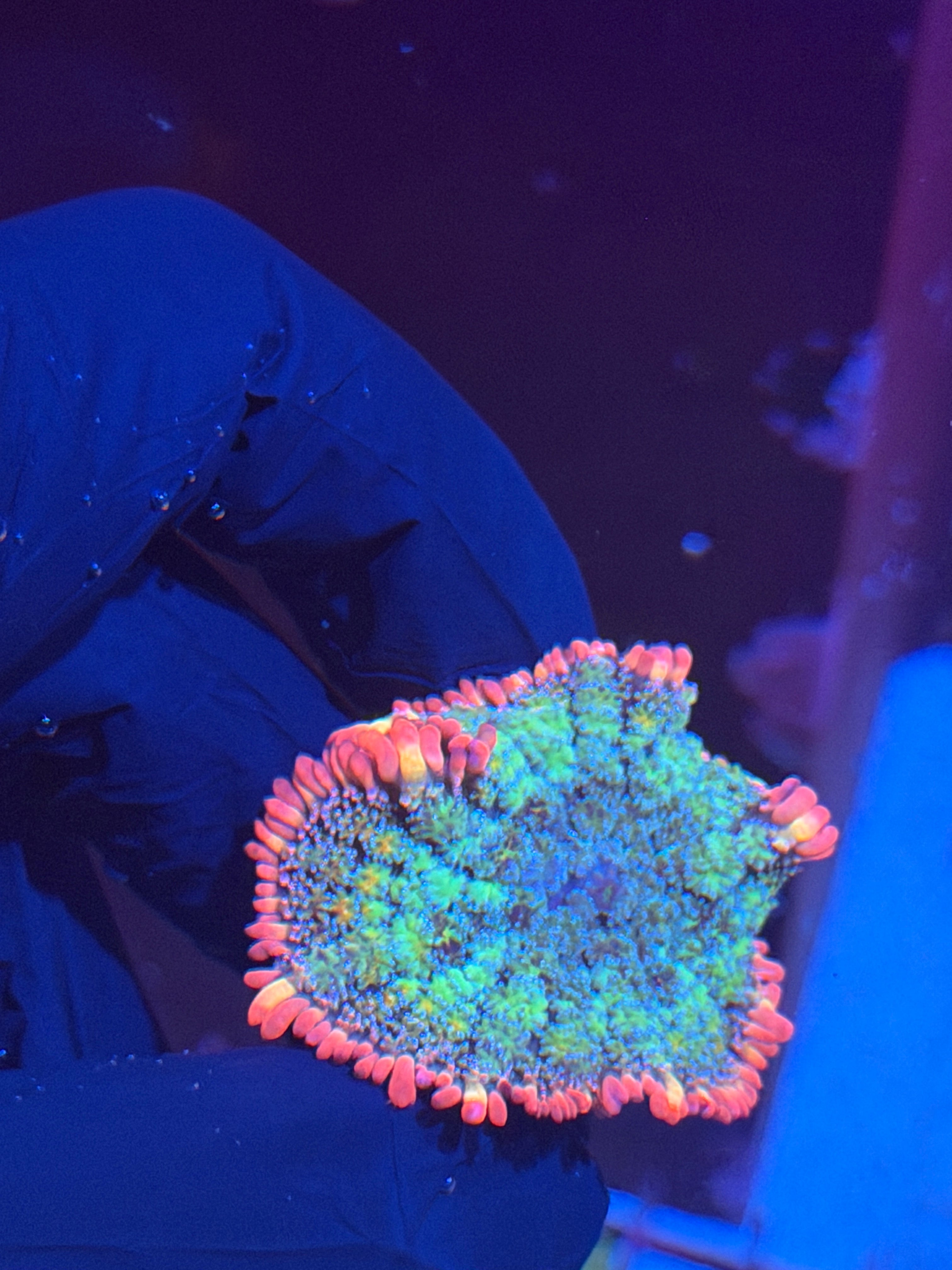 JEA Rainbow Frankies Bride Mushroom Coral XL 8/29