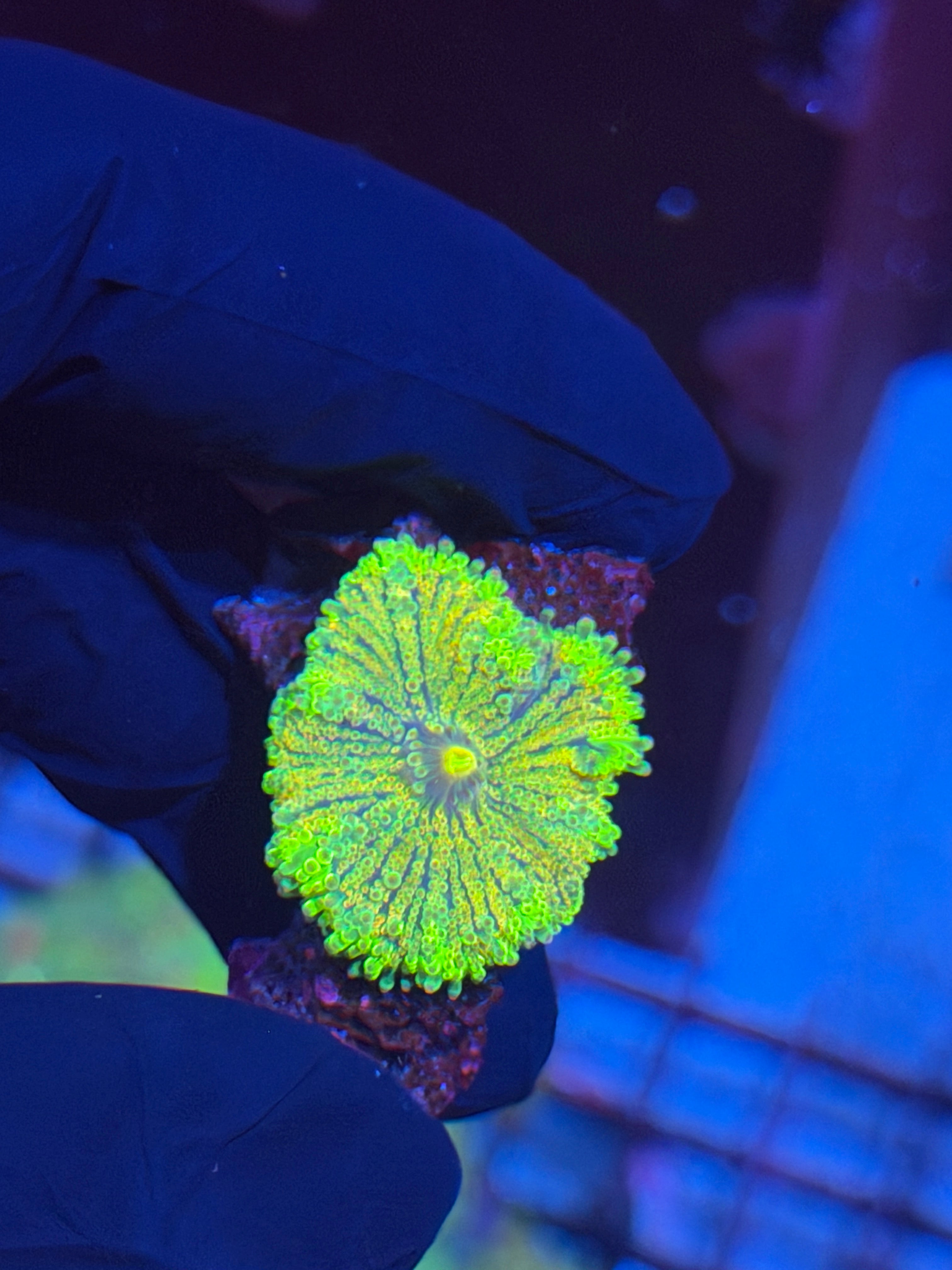 JEA Thundercat Yuma Mushroom Coral BRIGHT 8/28
