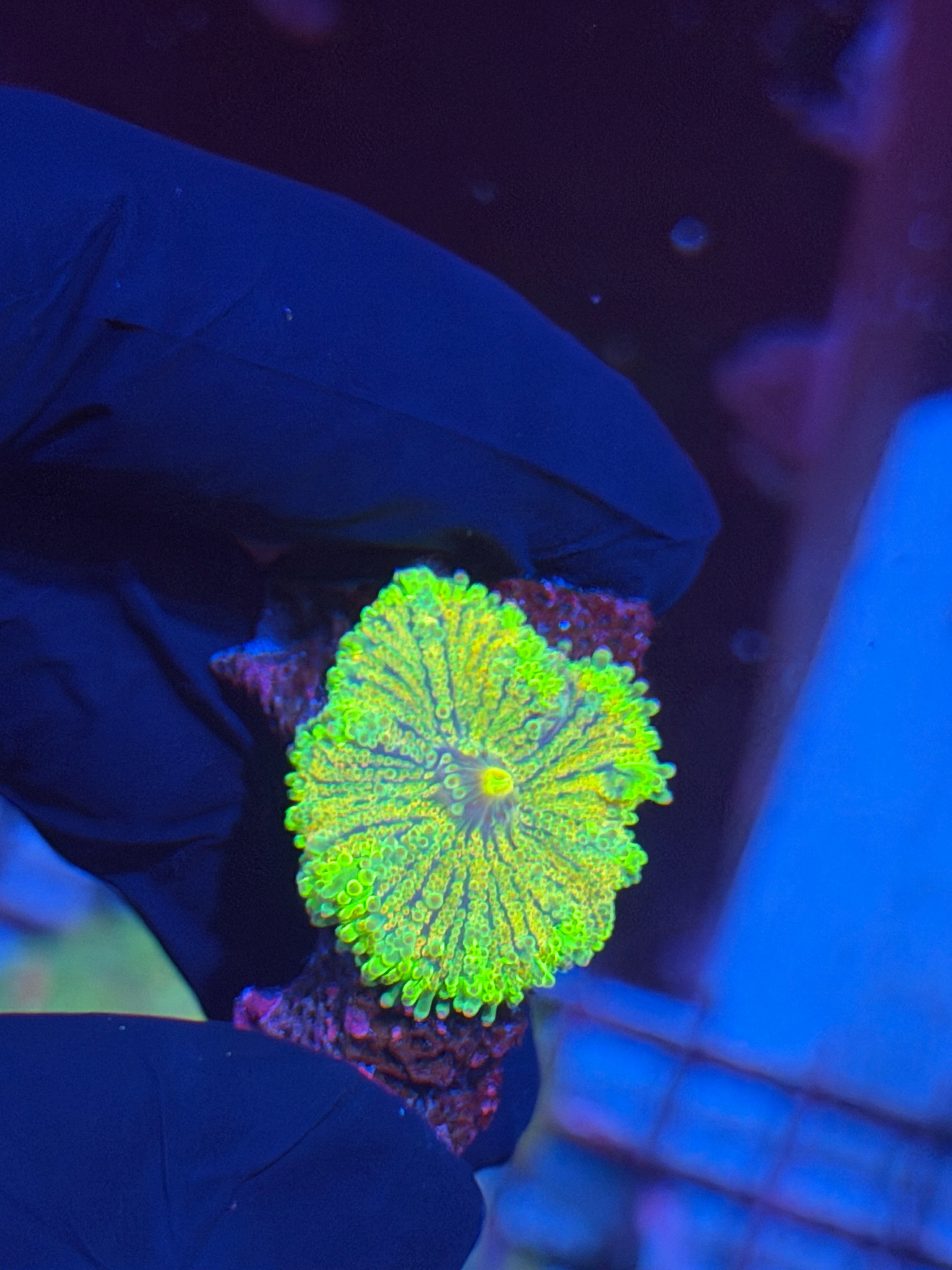 JEA Thundercat Yuma Mushroom Coral BRIGHT 8/28