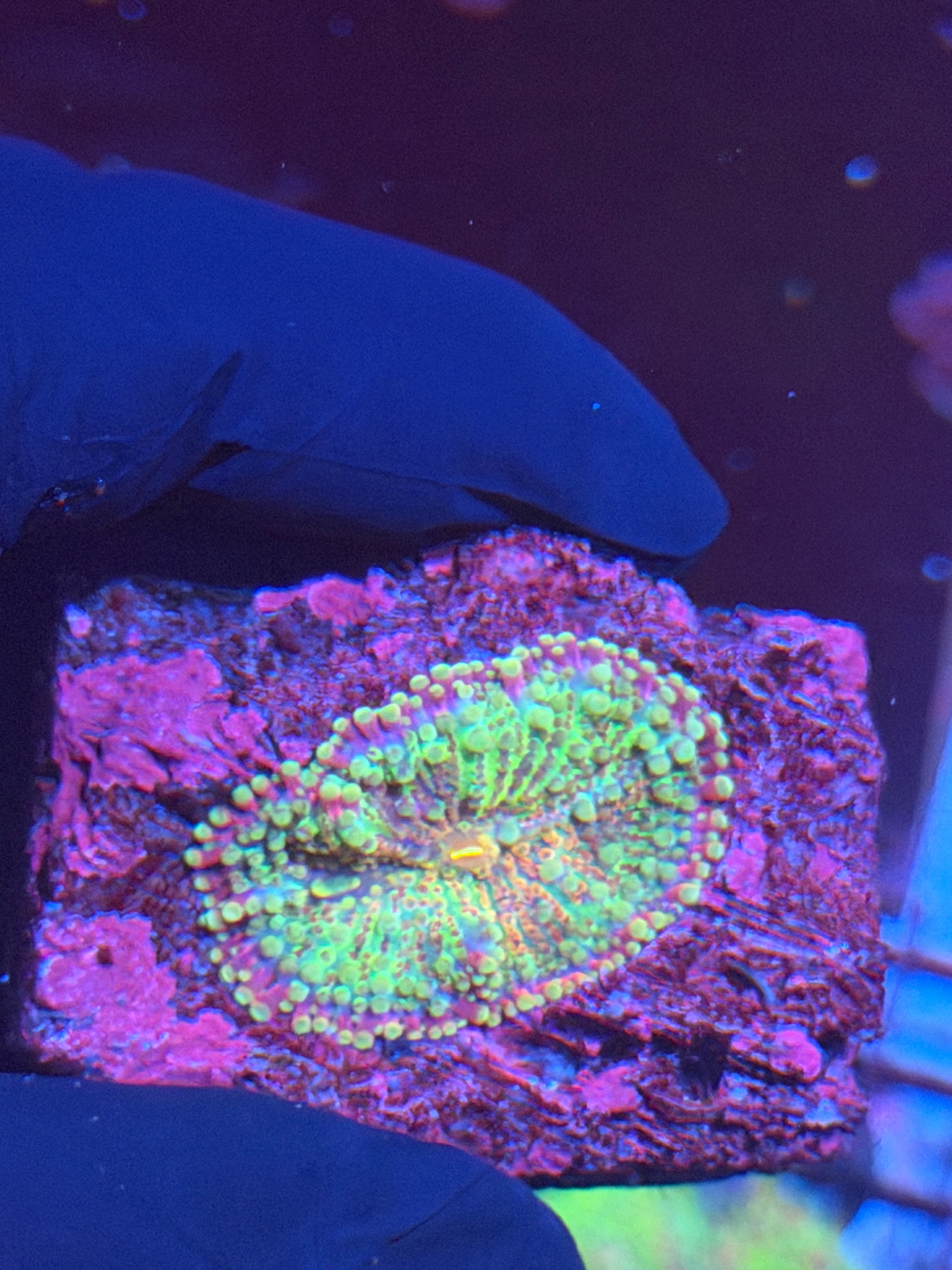 JEA Nightcrawler Yuma Mushroom Coral XL 8/23