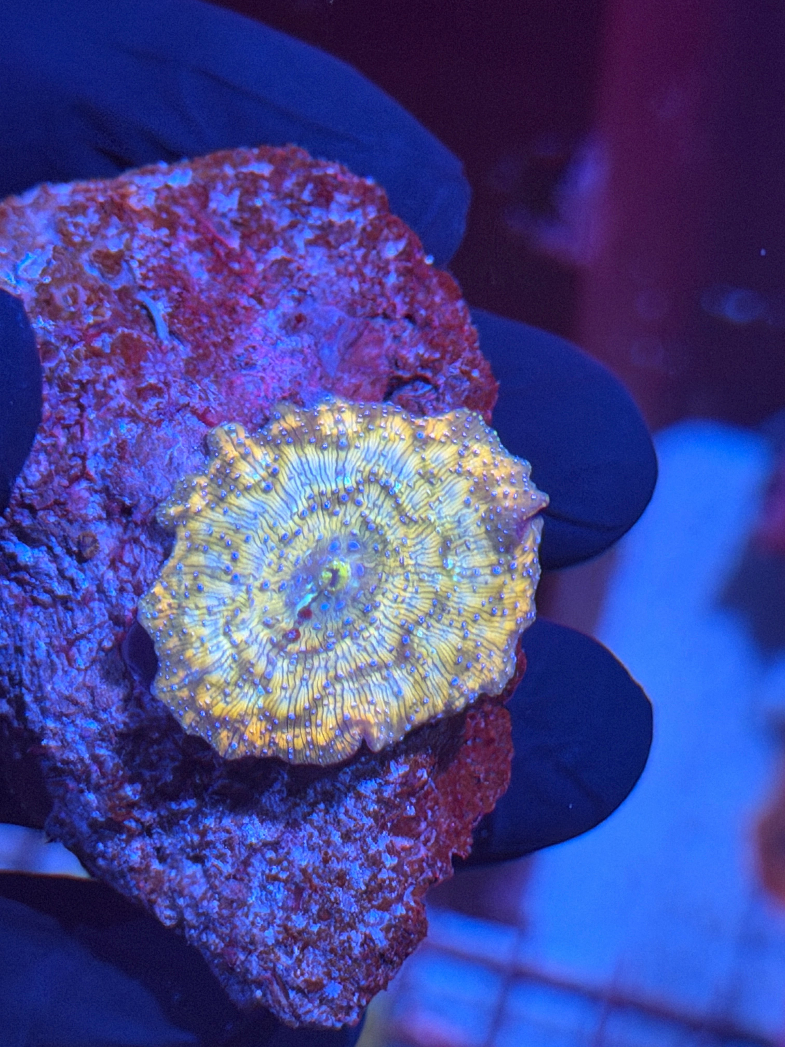 JEA Supernova Jawbreaker Mushroom Coral INSANE RARE 8/29