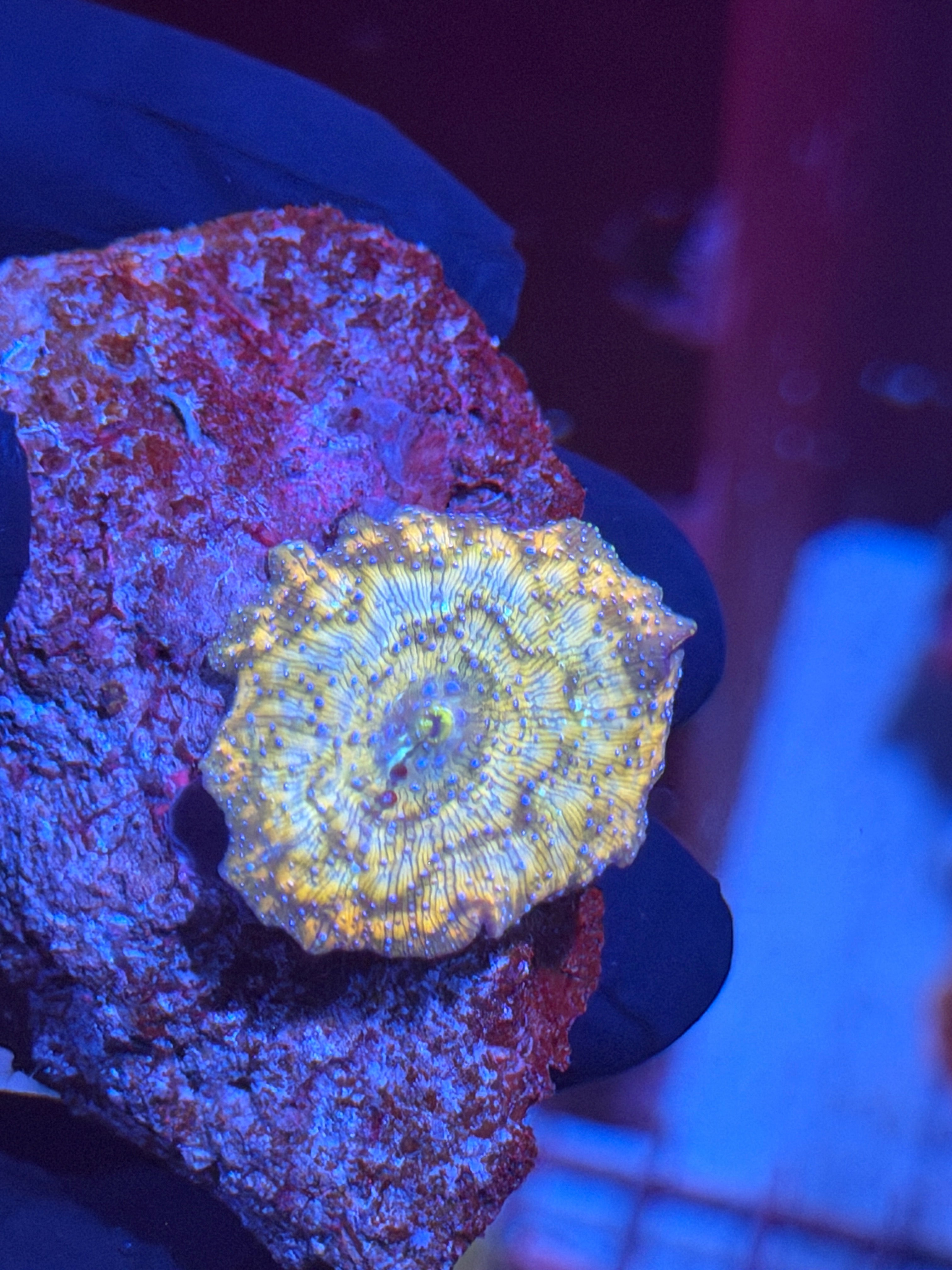 JEA Supernova Jawbreaker Mushroom Coral INSANE RARE 8/29