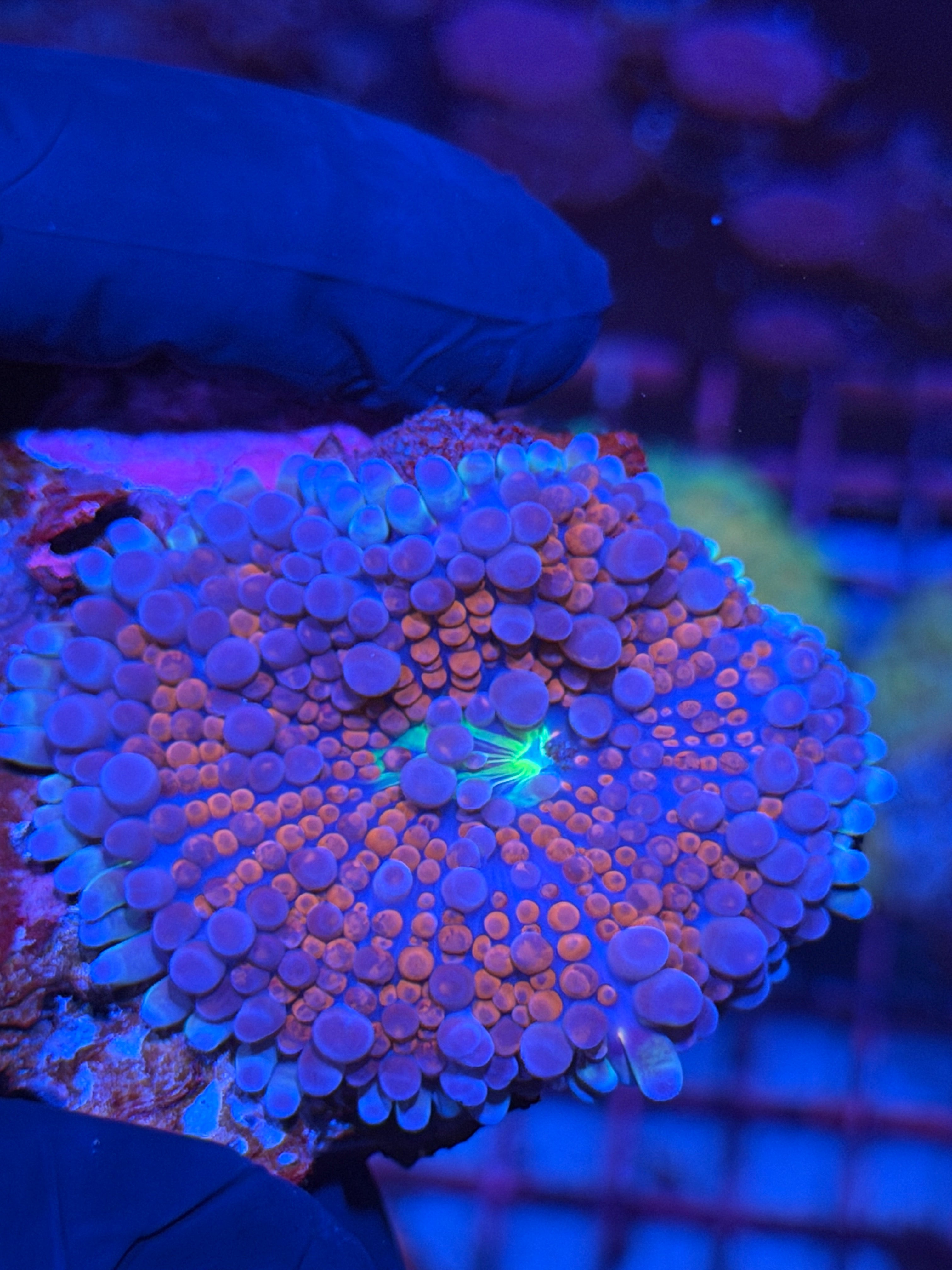 JEA Spiderman Bouncing Yuma Mushroom Coral XL 8/29
