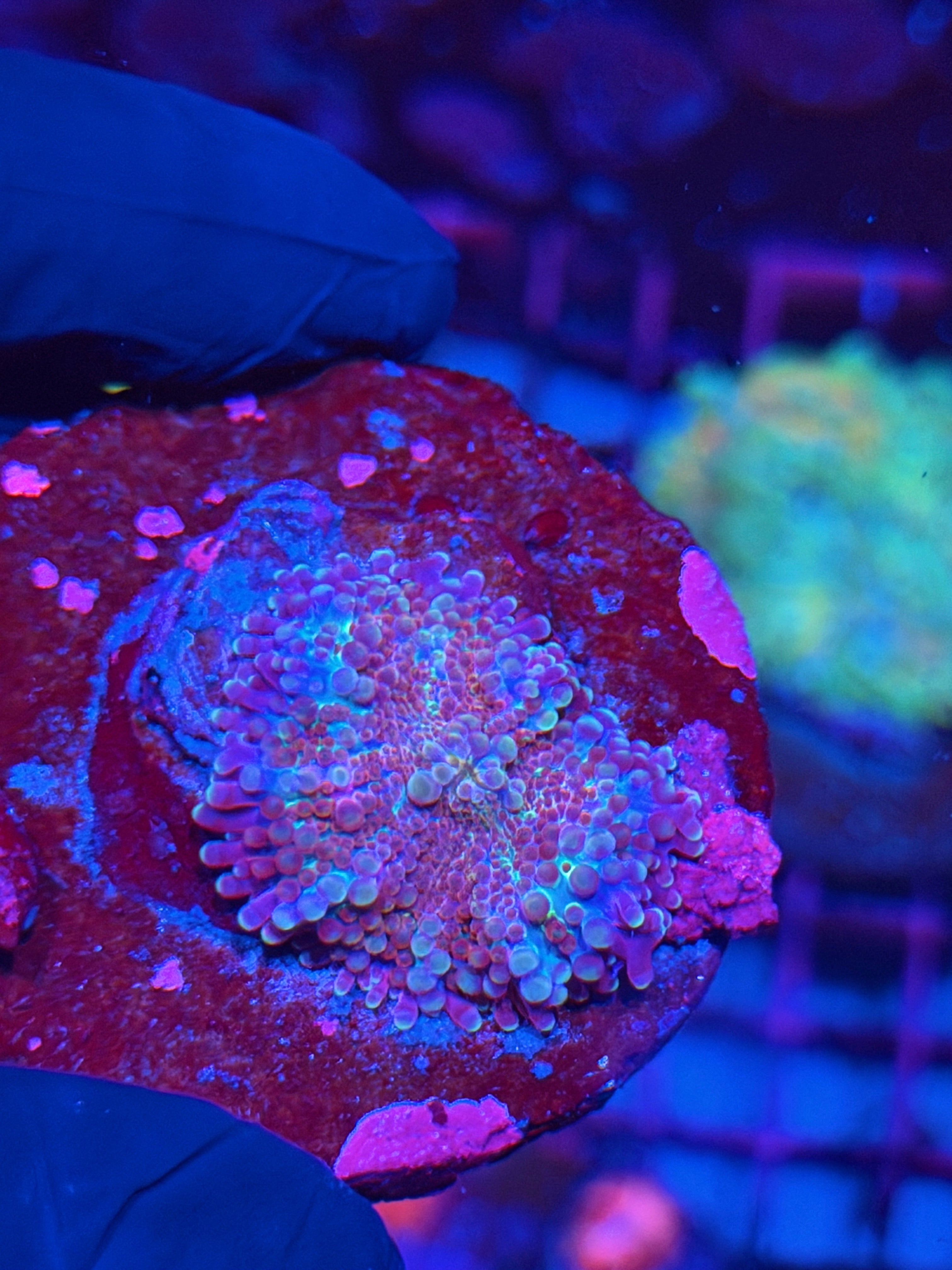 JEA Magneto Yuma Mushroom Coral XL 8/23