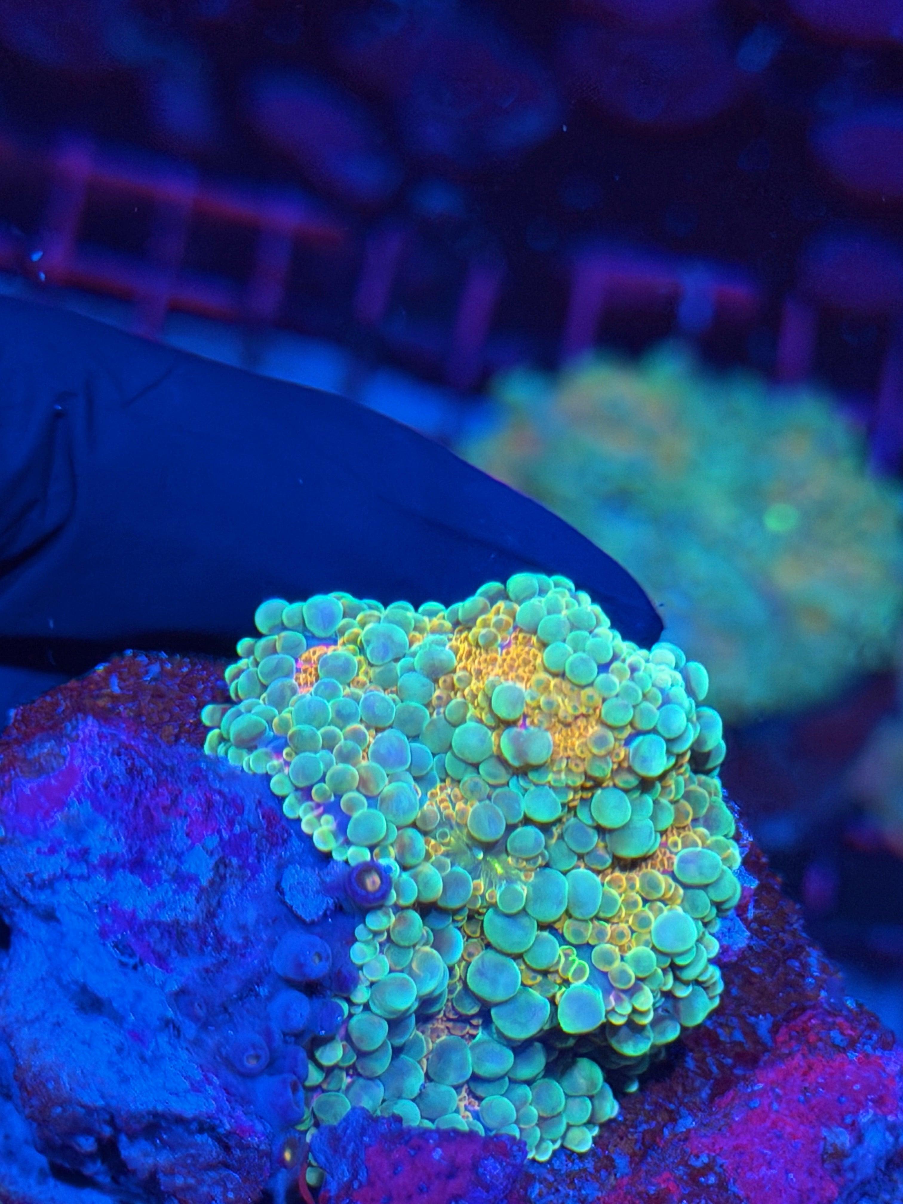 JEA Bubble Bath Bouncing Yuma Mushroom Coral XXL 8/24