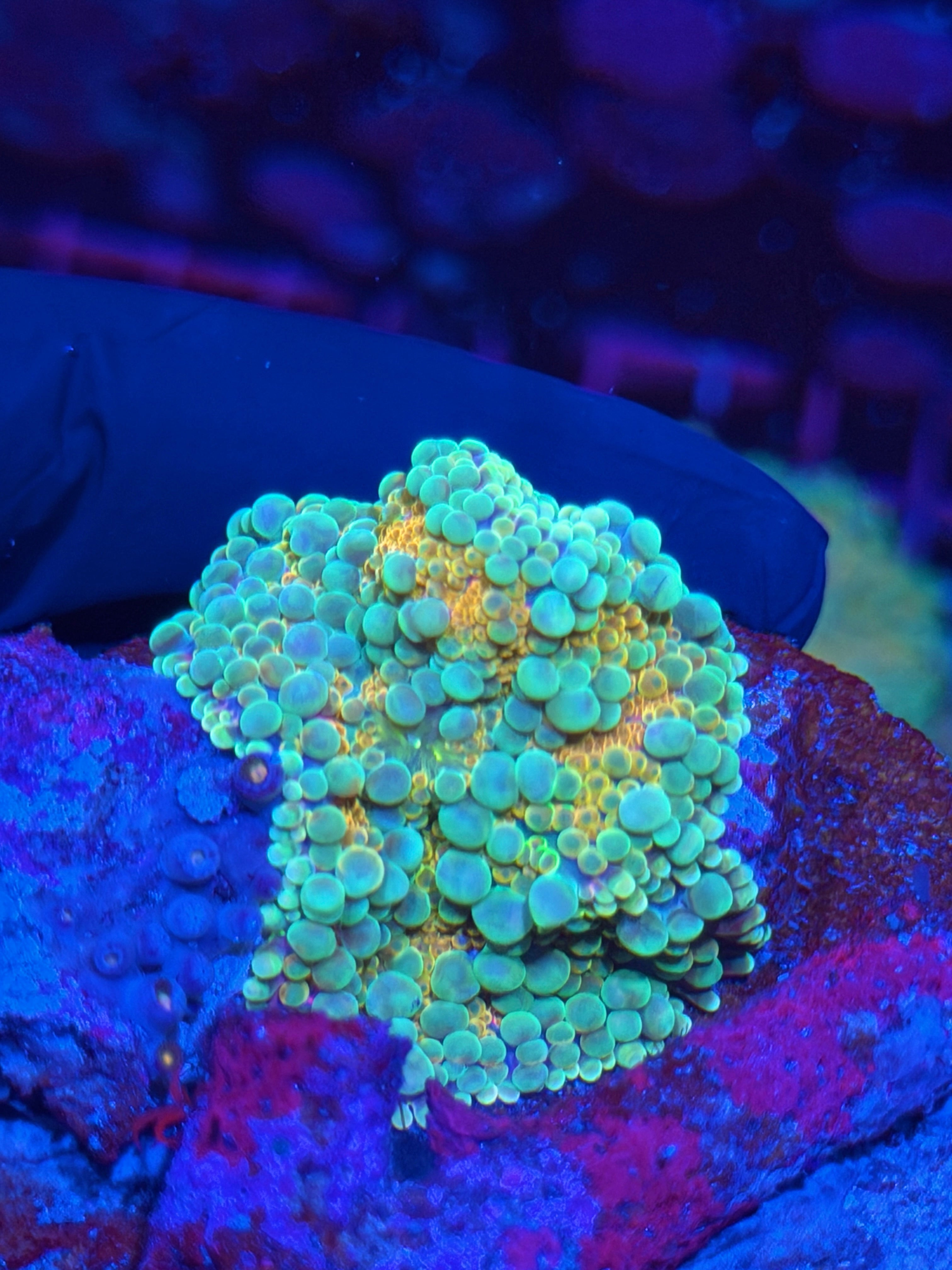 JEA Bubble Bath Bouncing Yuma Mushroom Coral XXL 8/24