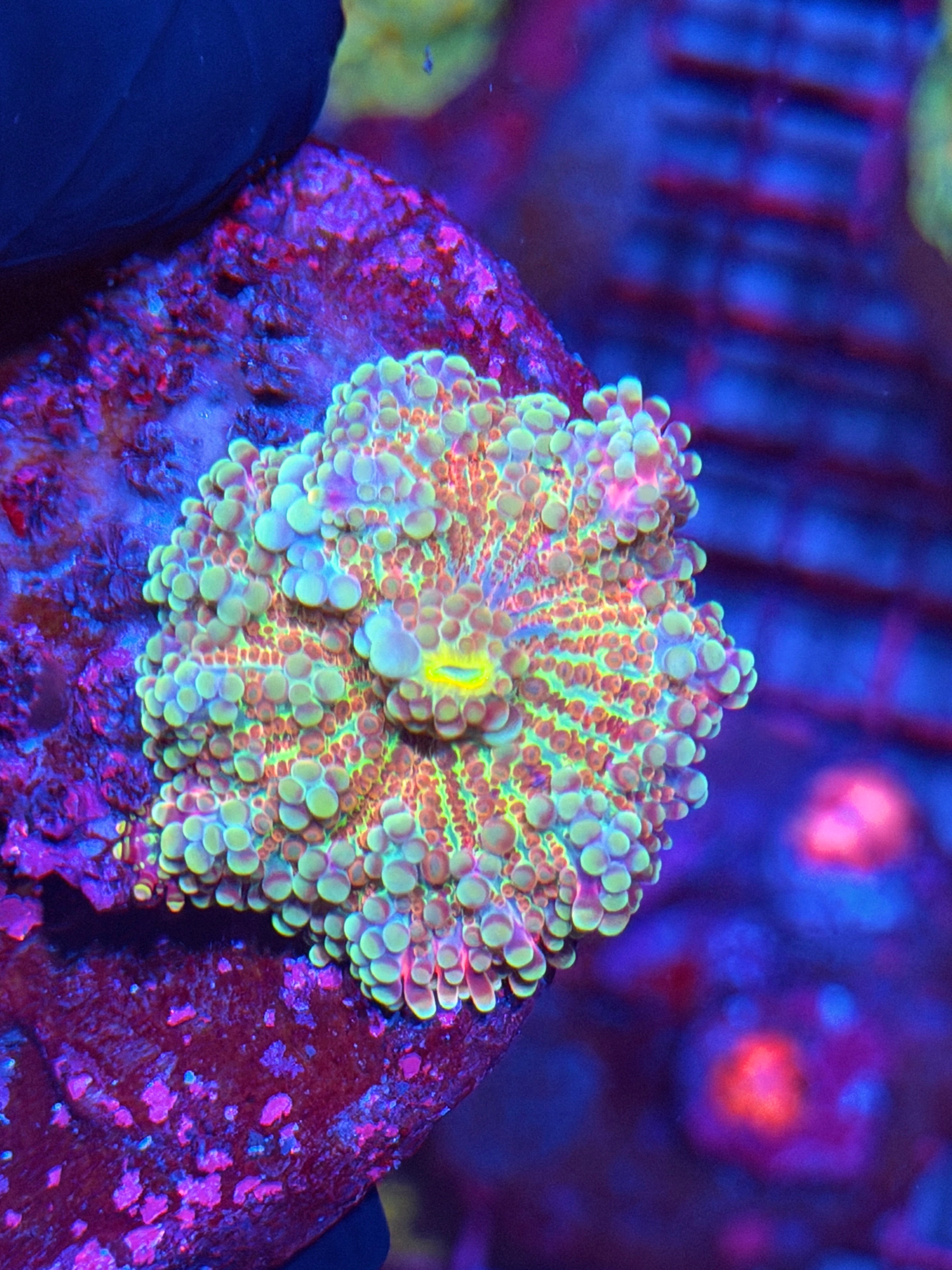 JEA Cosmic Sparkler Yuma Mushroom Coral XL 8/24