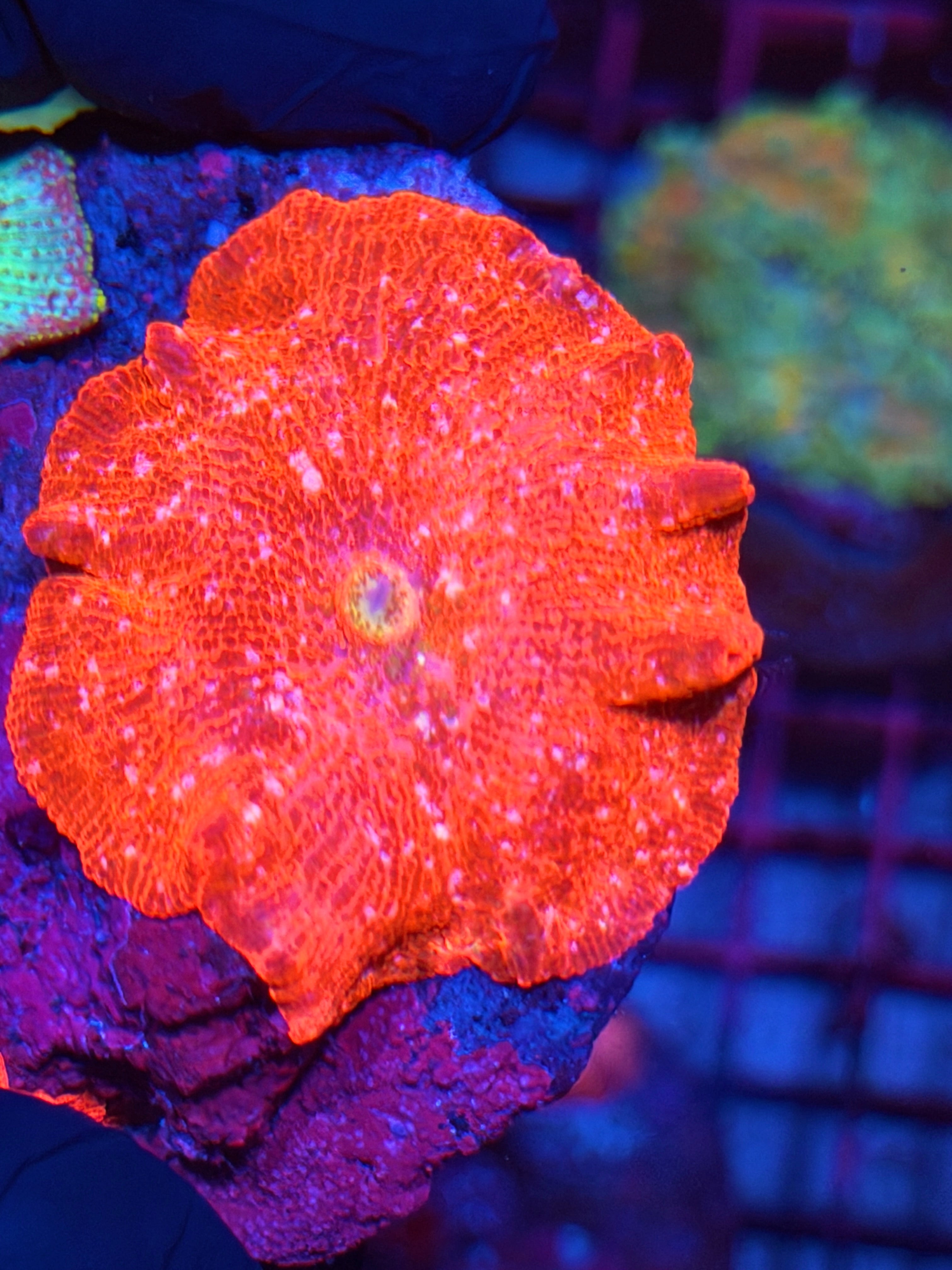 JEA Red Devil Jawbreaker Mushroom Coral XXXL 8/29