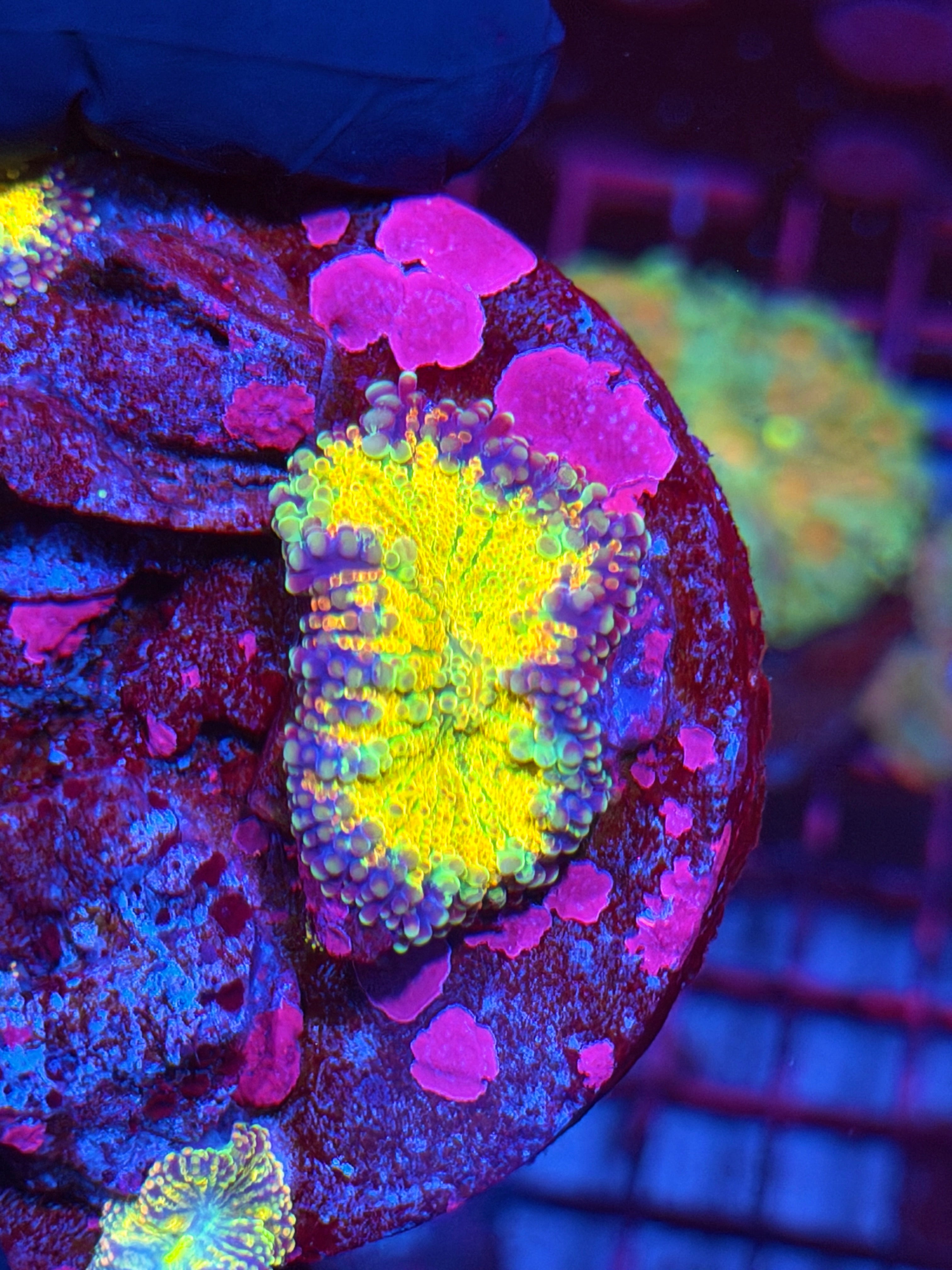 JEA Rainbow Magma Yuma Mushroom Coral Bright 8/28