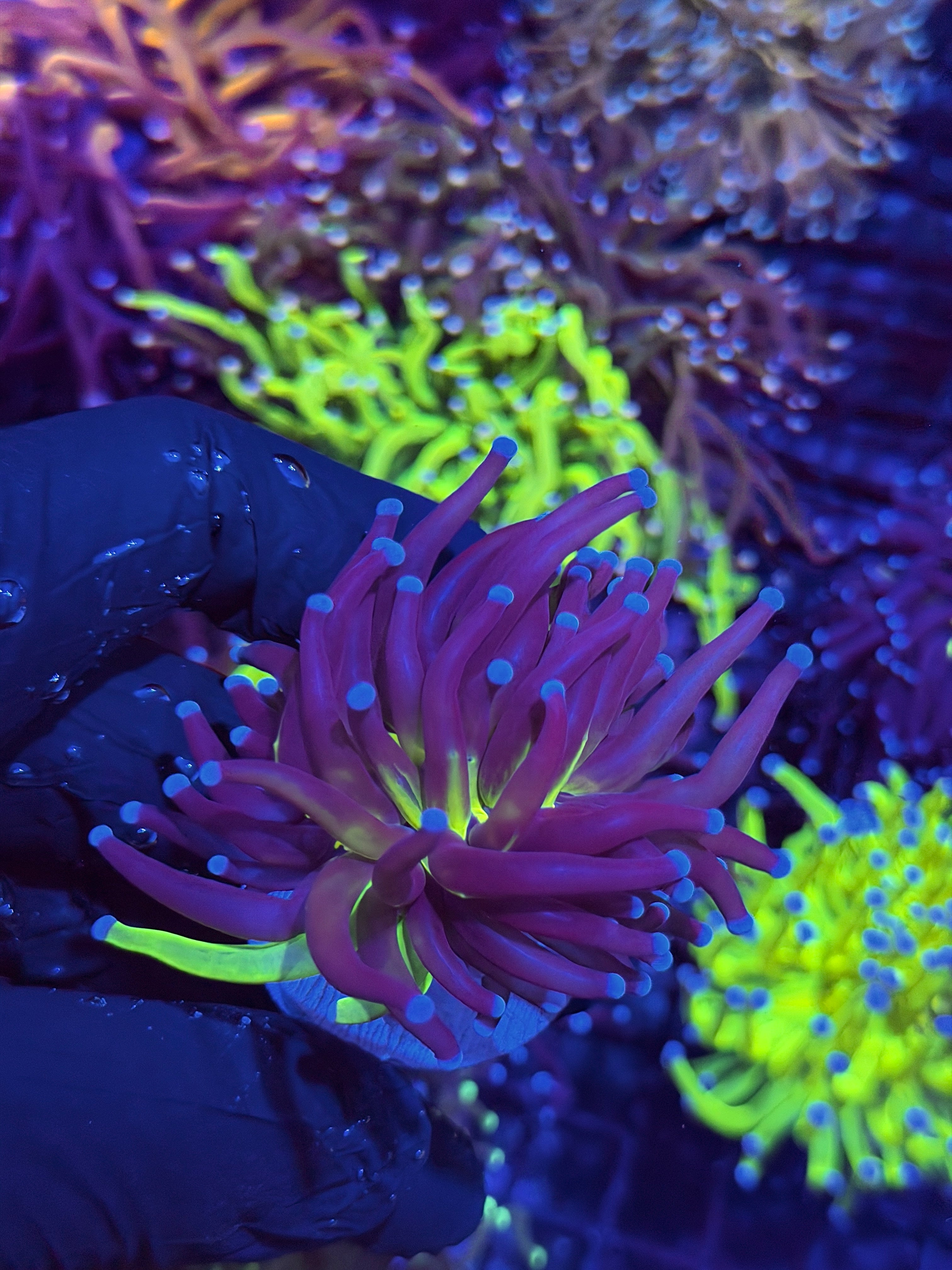 JEA True Grafted Holy Grail Torch Coral 1 Head XL 8/23