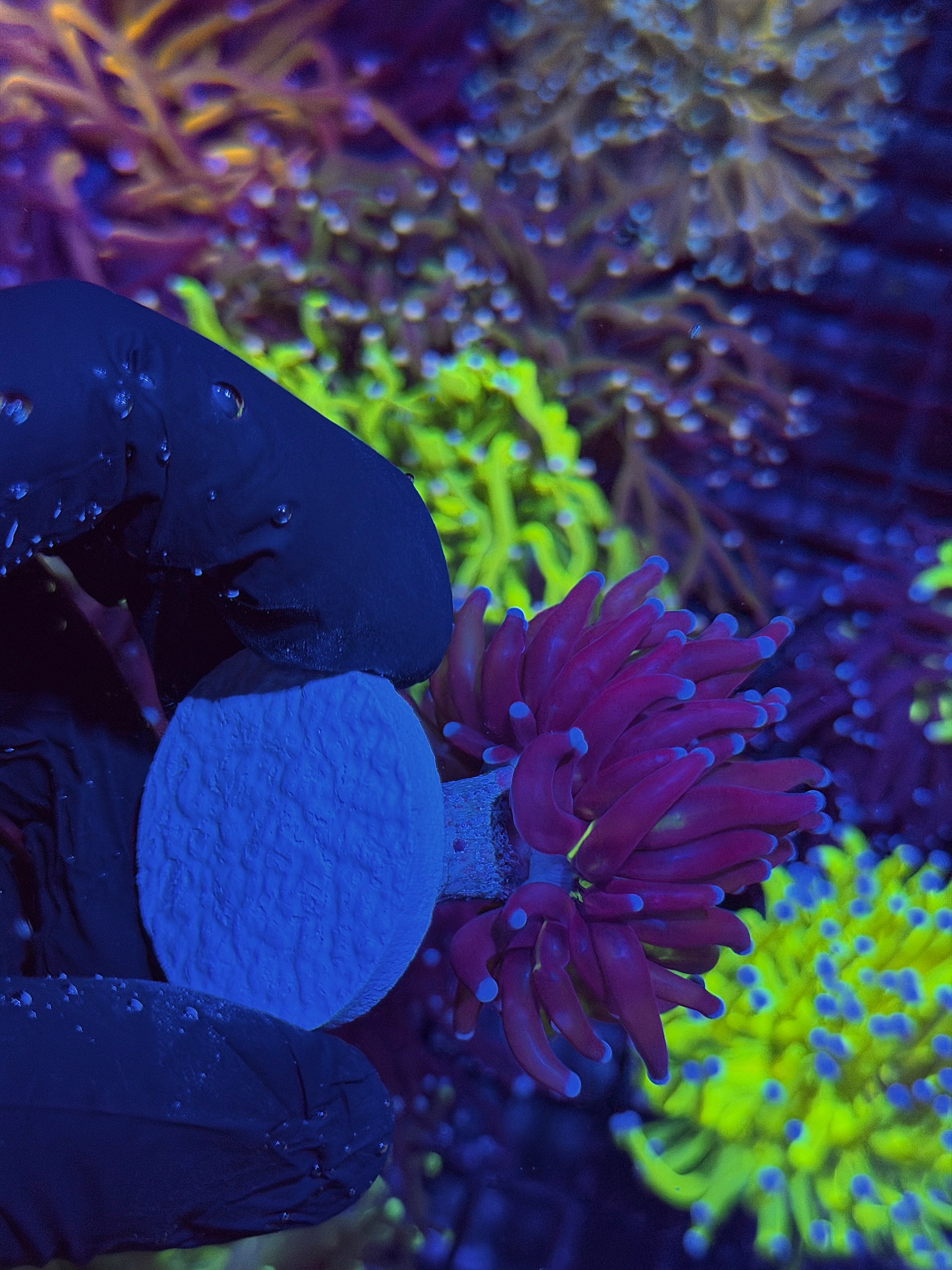 JEA True Grafted Holy Grail Torch Coral 1 Head XL 8/23