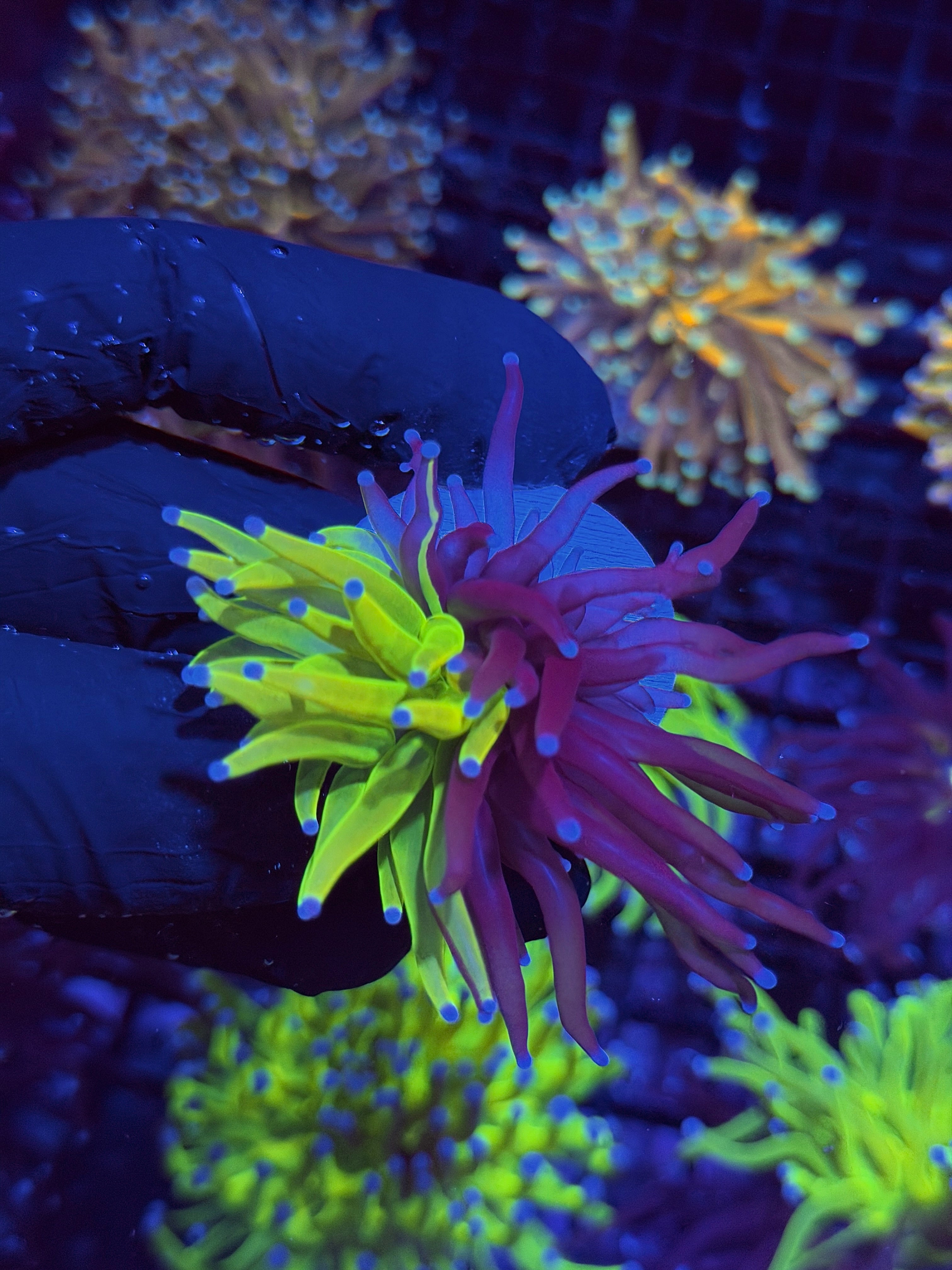 JEA True Grafted Holy Grail Torch Coral 50/50 Split 1 Head 8/24
