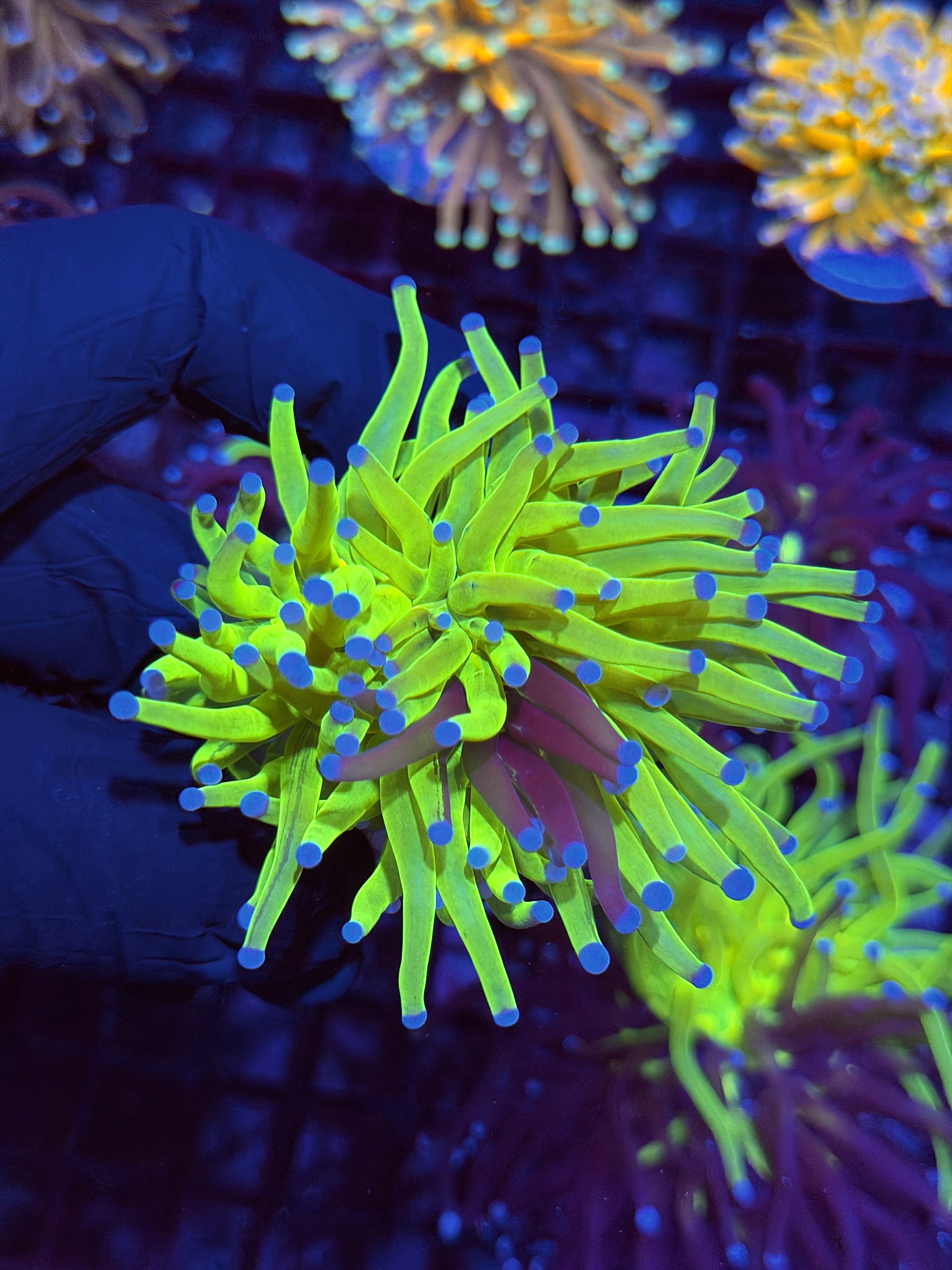 JEA True Grafted Holy Grail Torch Coral 1 XXL Head Splitting 8/28