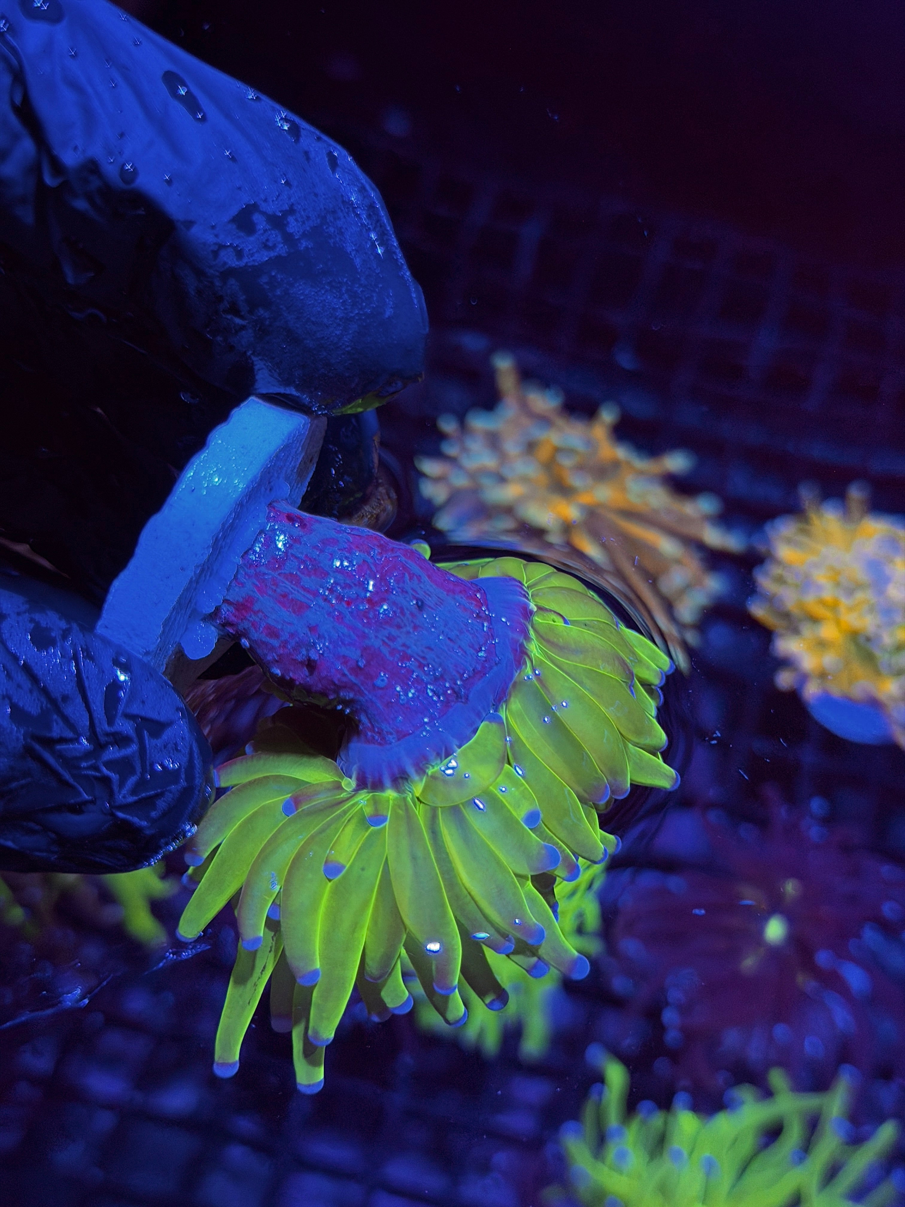 JEA True Grafted Holy Grail Torch Coral 1 XXL Head Splitting 8/28