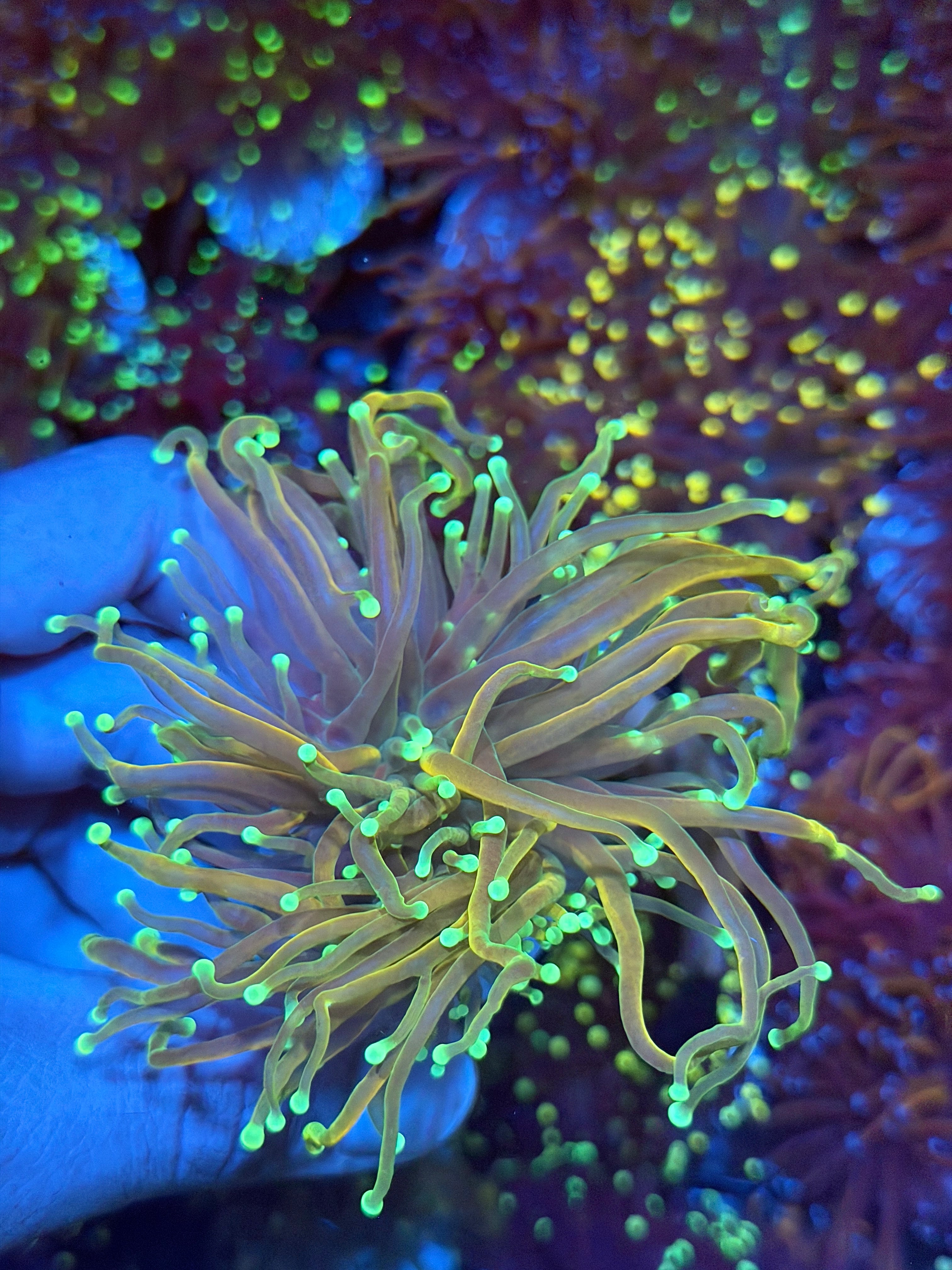 JEA 21 Tails Torch Coral 2 Heads Splitting XXL Show Size 8/28