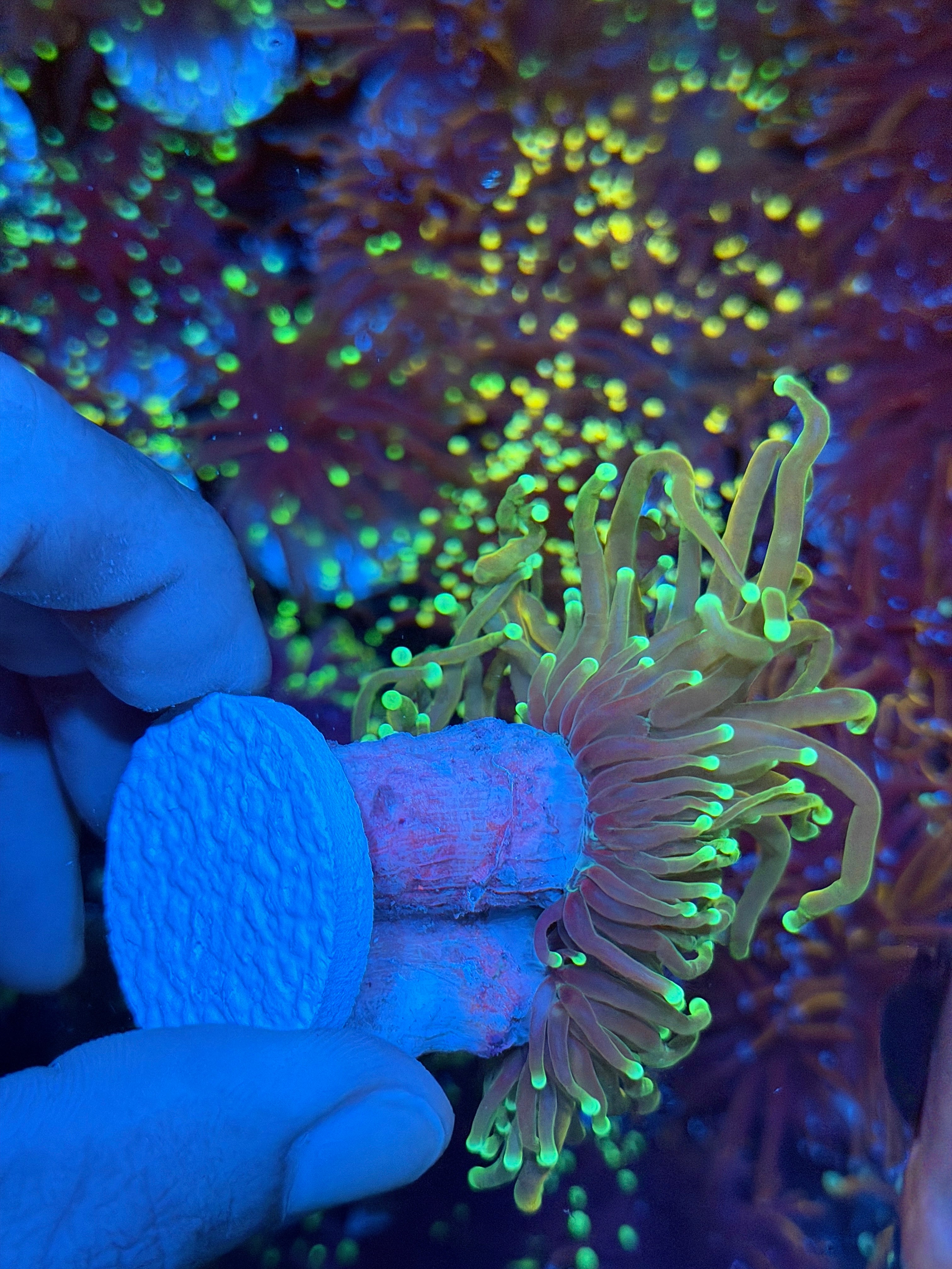 JEA 21 Tails Torch Coral 2 Heads Splitting XXL Show Size 8/28