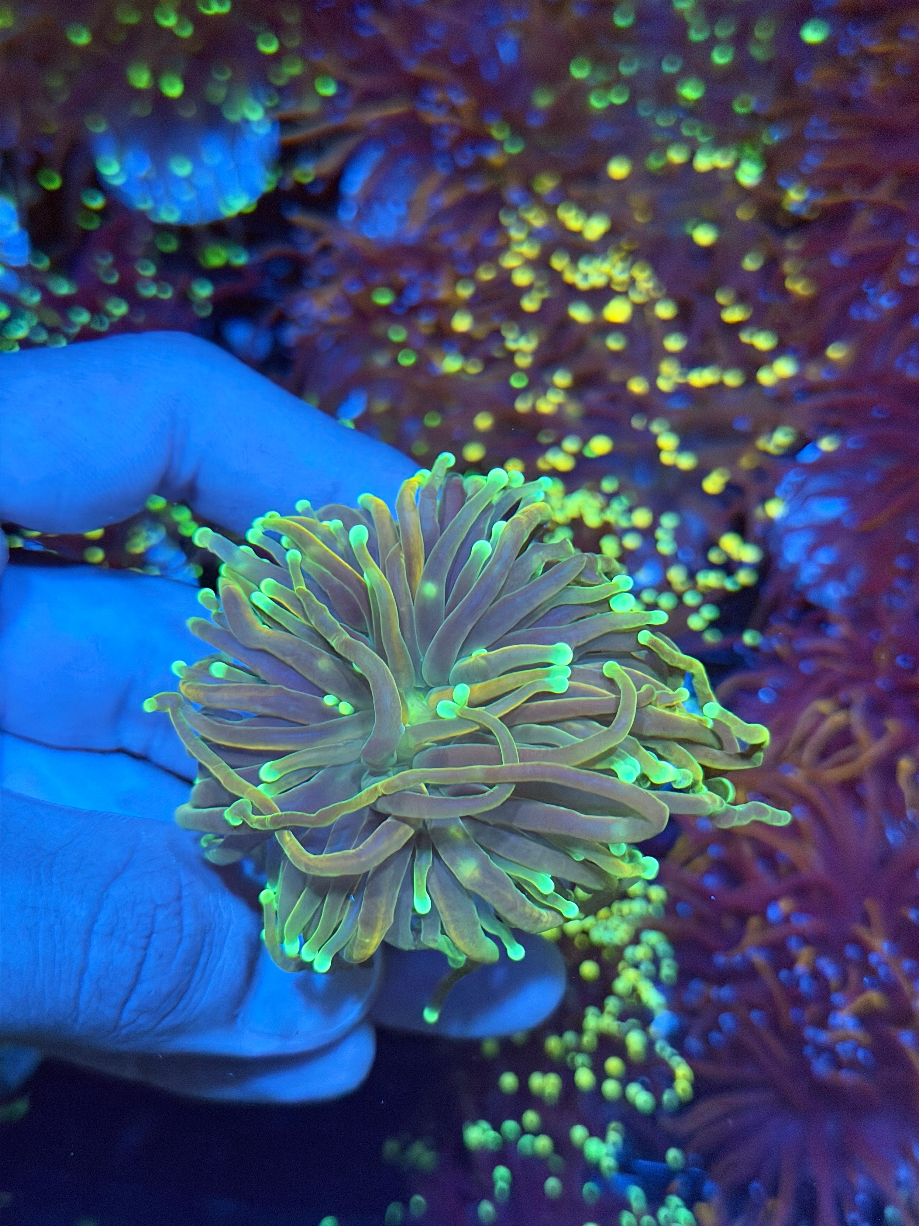 JEA 21 Tails Torch Coral 1 XXL Head Splitting 8/24