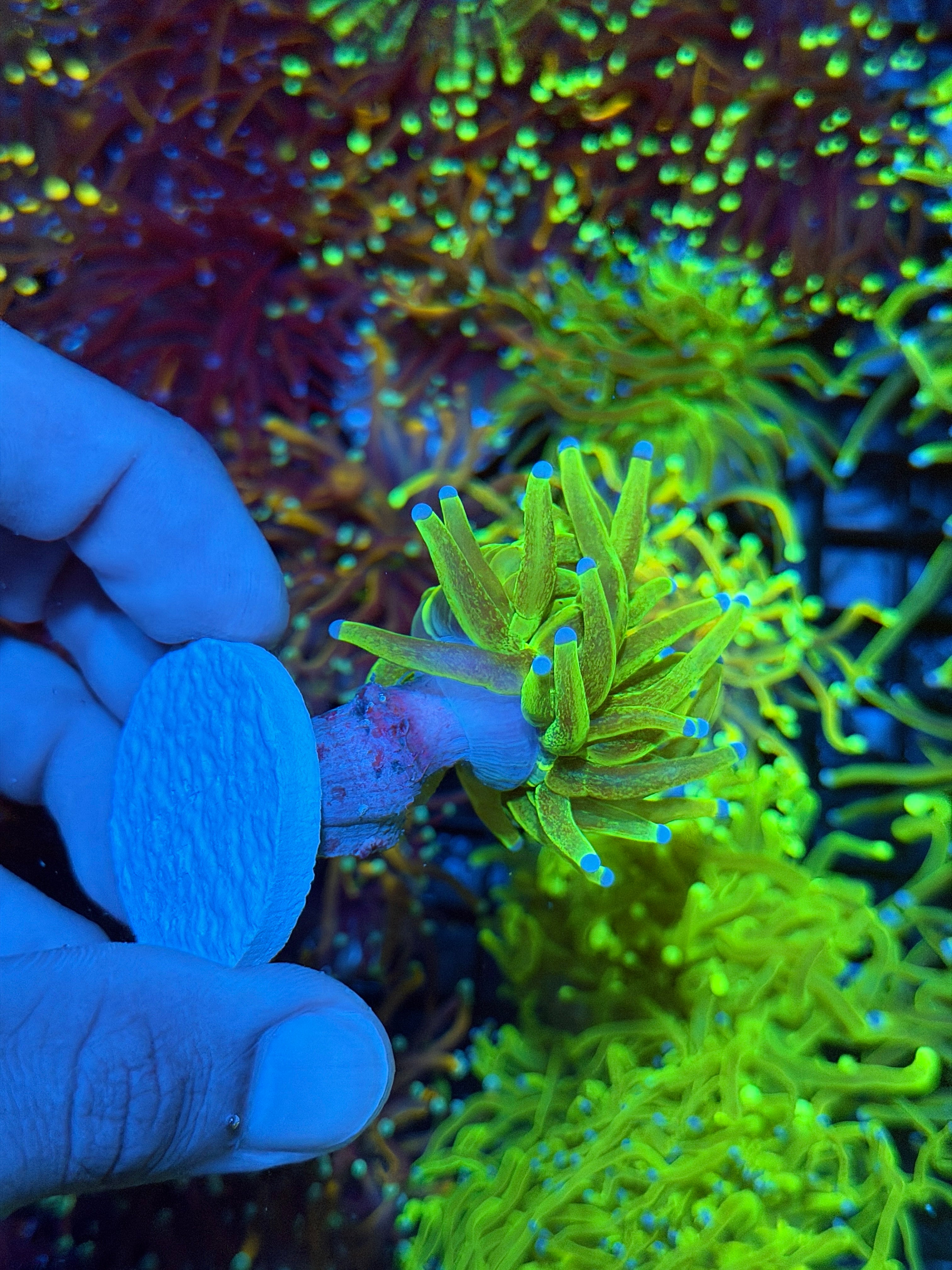 JEA Glitter Holy Grail Torch Coral 1 XXL Head BRIGHT 8/24