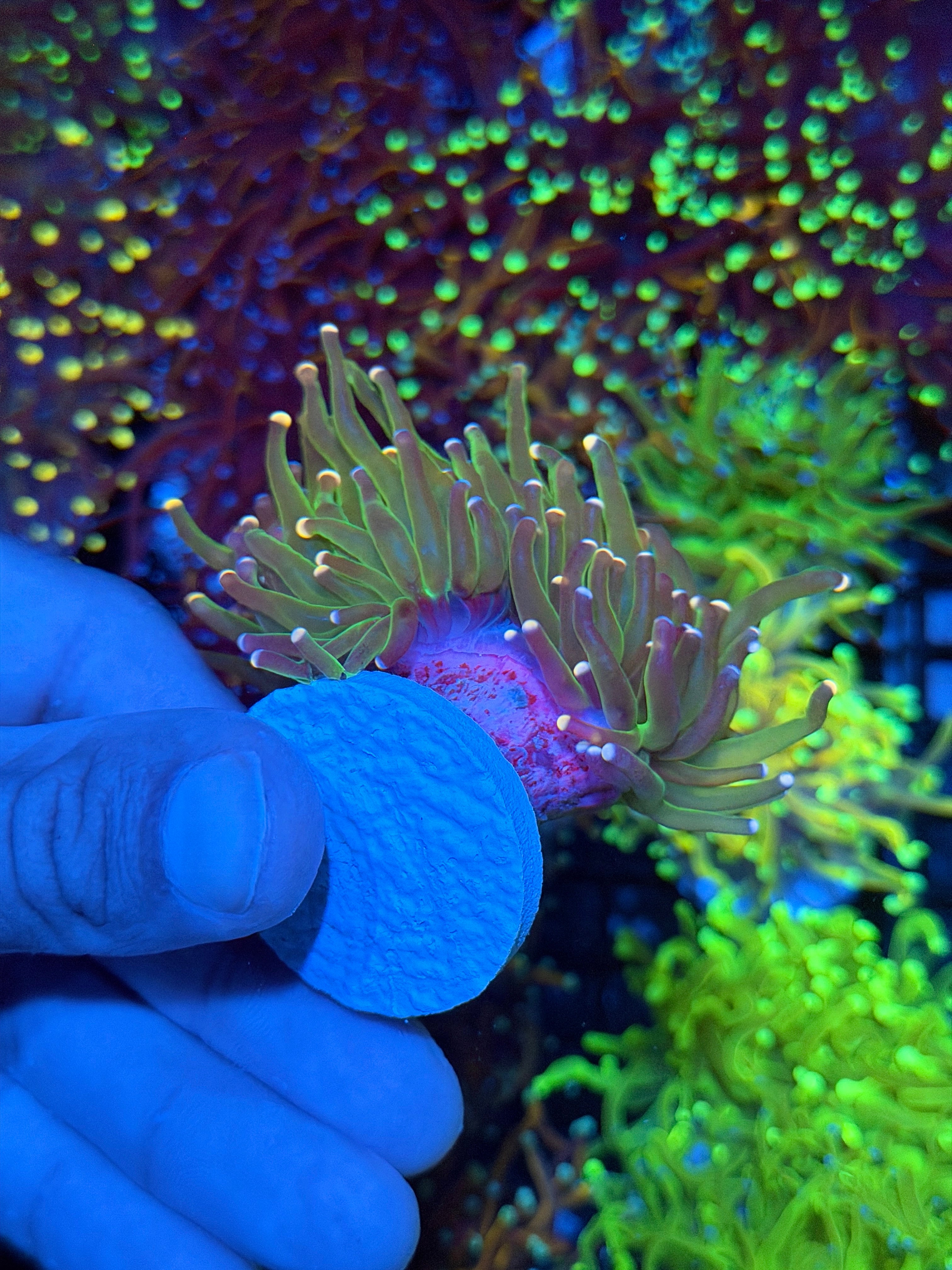 JEA Candy Poppers Torch Coral 2 Heads Splitting XL 8/23