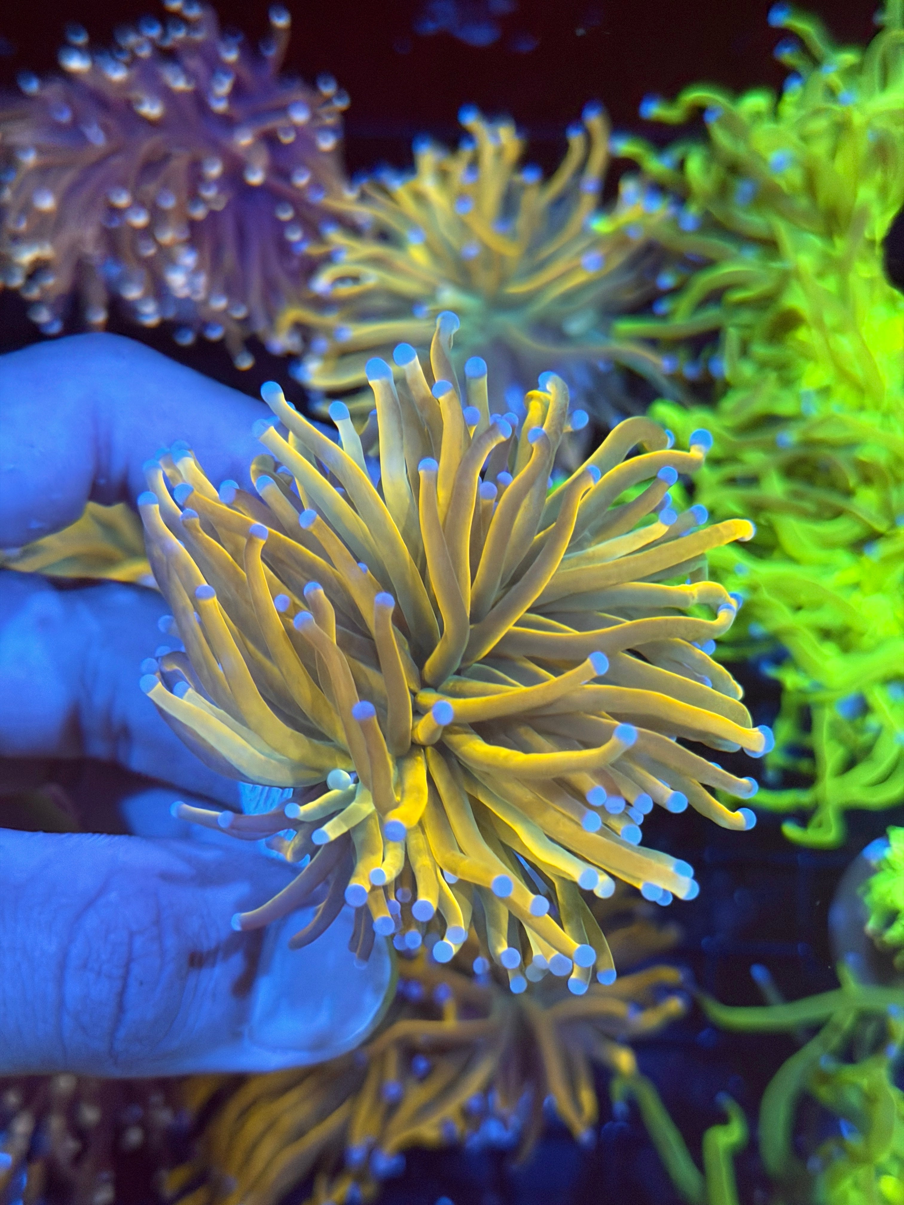 JEA Sun God Torch Coral 1 XXL Head 8/24
