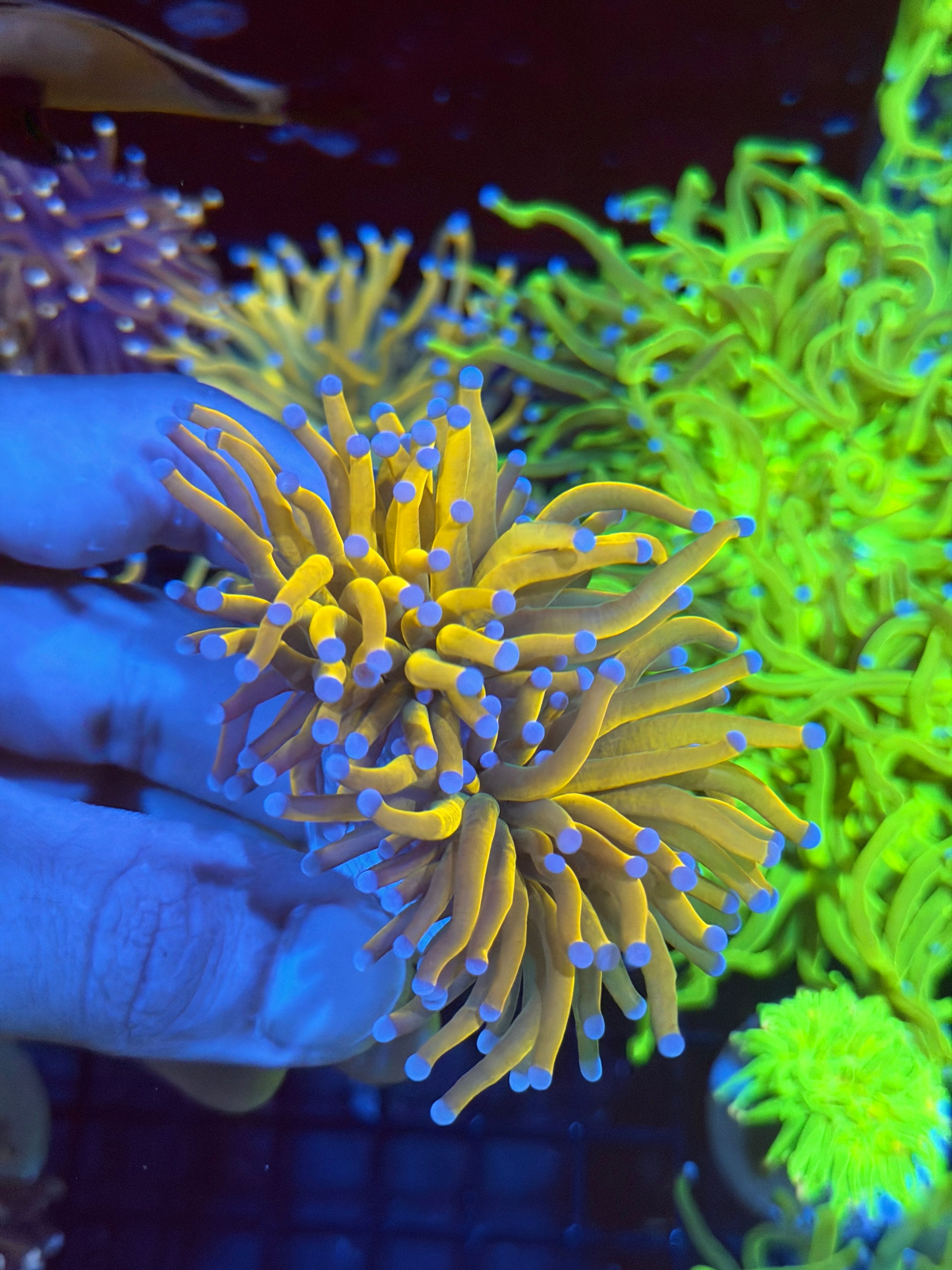 JEA Sun God Torch Coral 2 Heads Splitting XXL 8/29