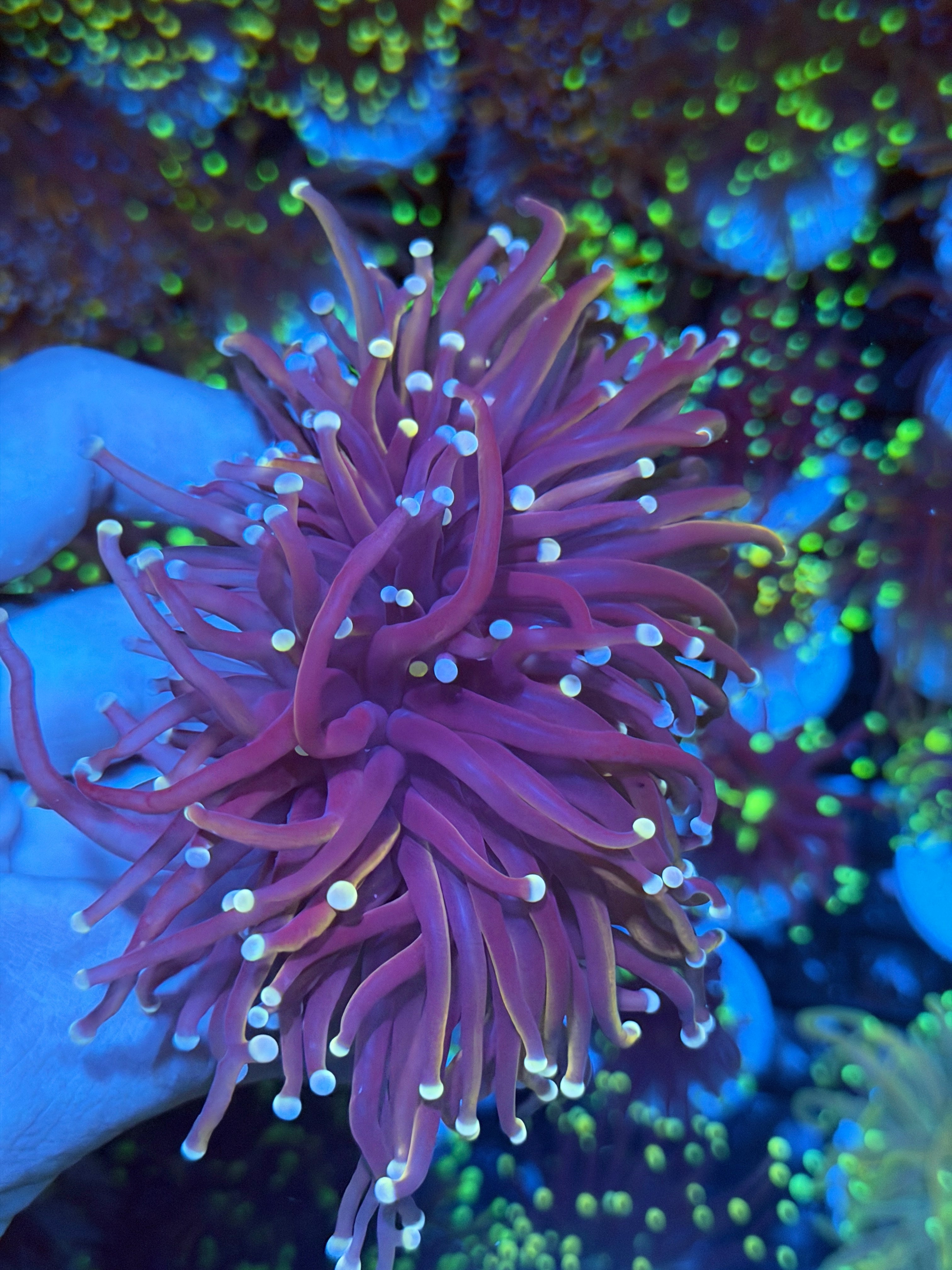 JEA Purple Rain Torch Coral 2 XXXL Heads Show Sized 8/24