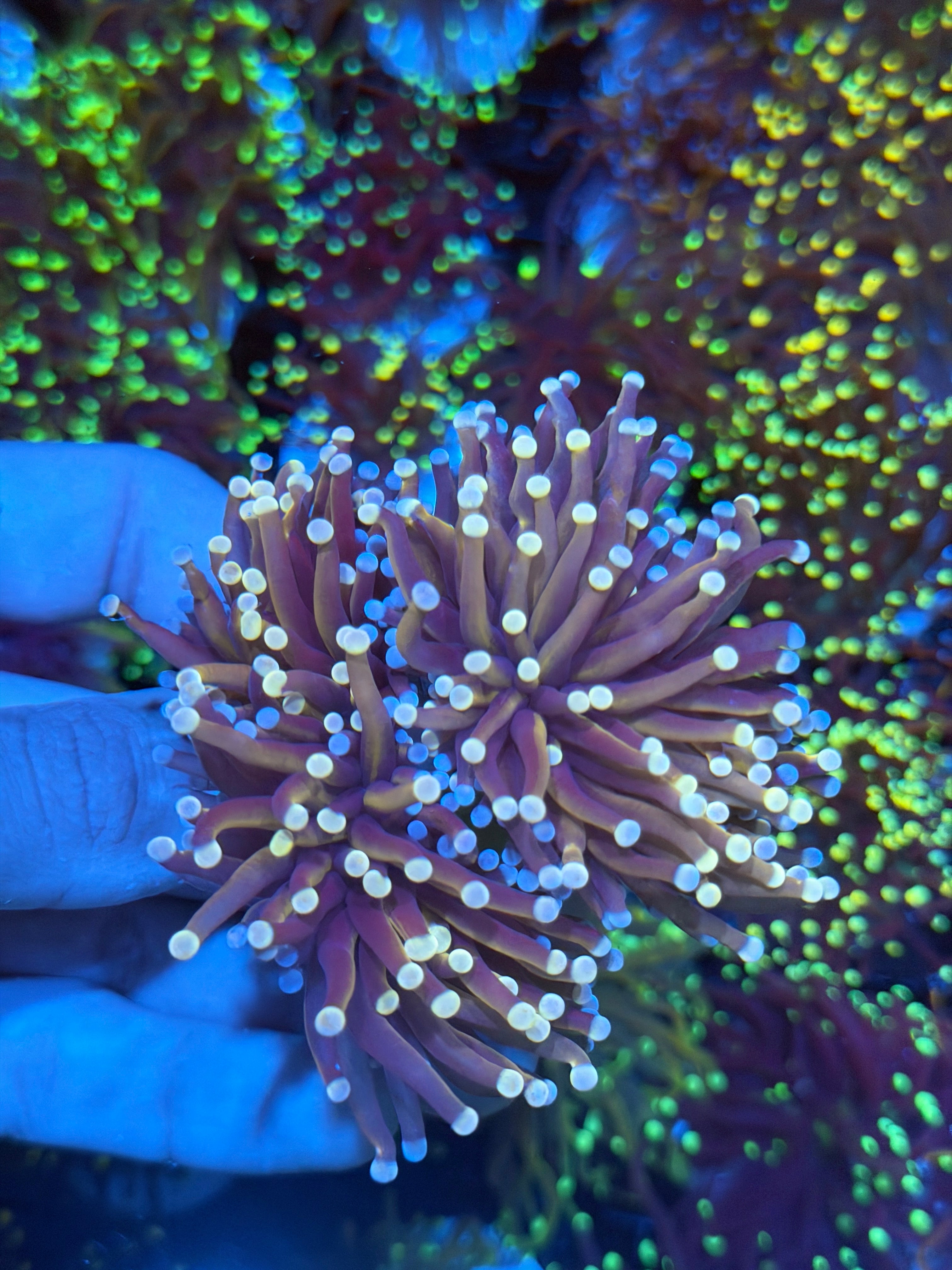 JEA Purple Rain Torch Coral 3 Heads Splitting XXXL Show Piece 8/29