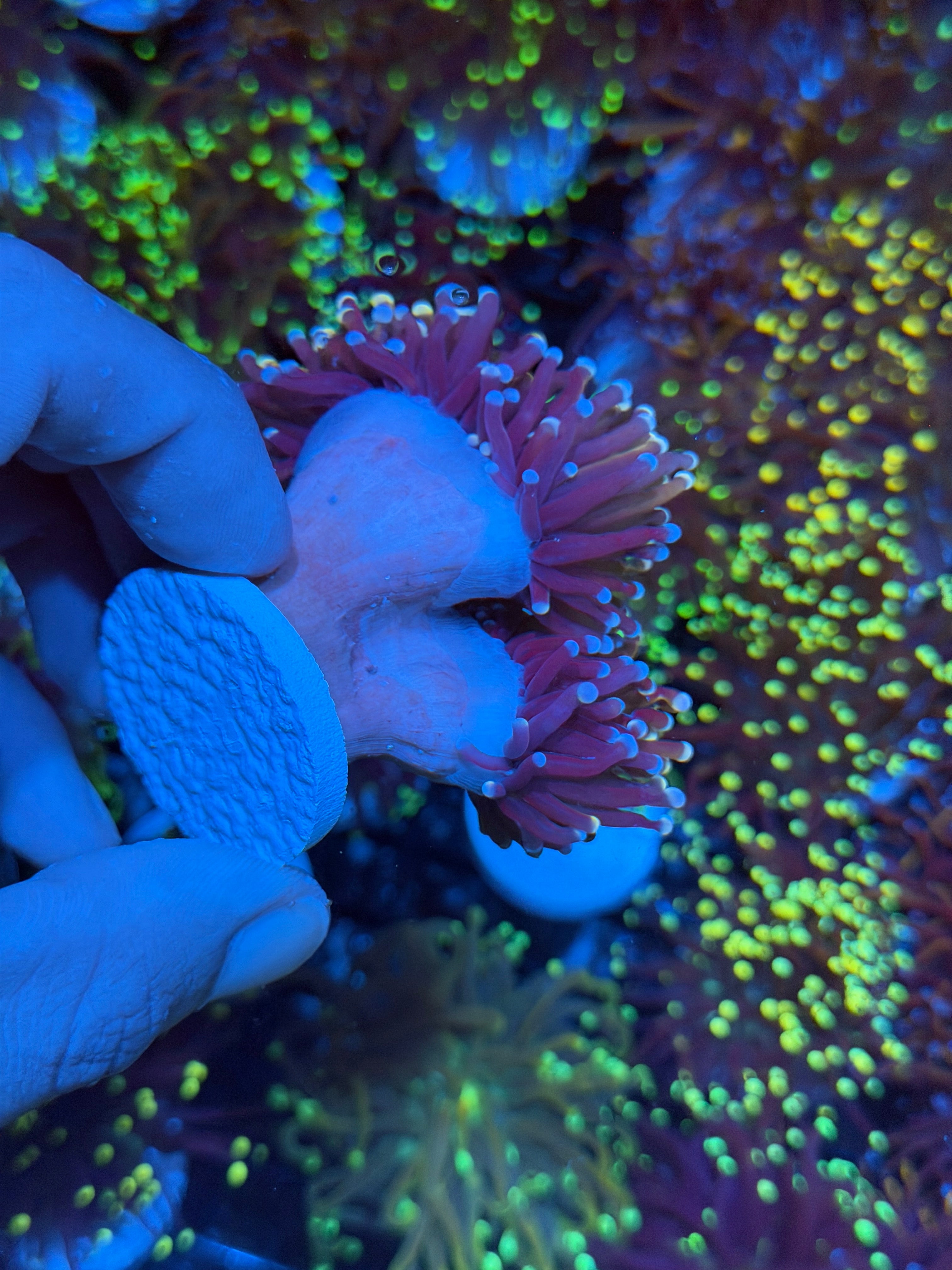JEA Purple Rain Torch Coral 3 Heads Splitting XXXL Show Piece 8/29