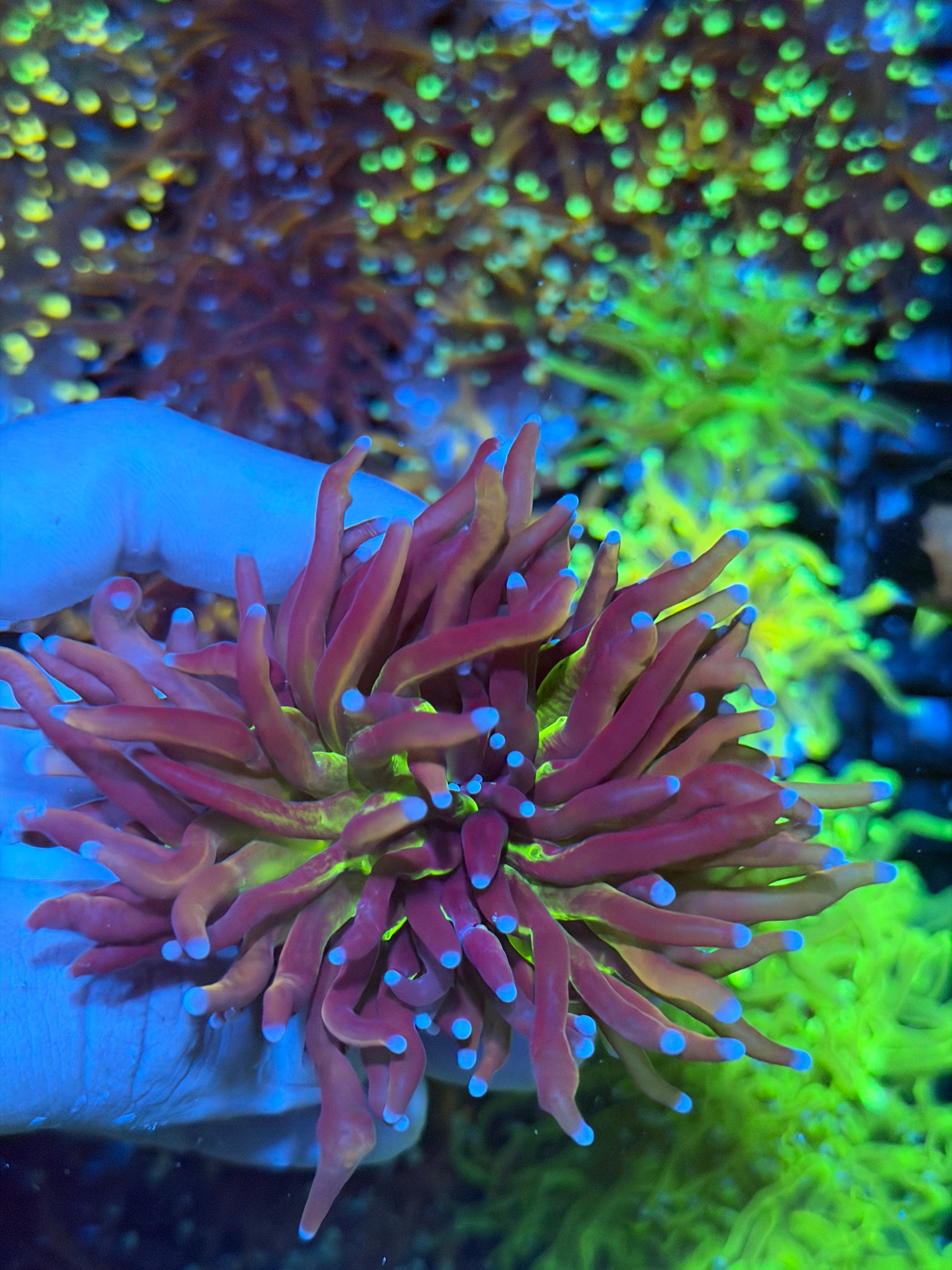JEA Tiger 2.0 Torch Coral 2 Heads XXL Bright Green Mouth 8/28