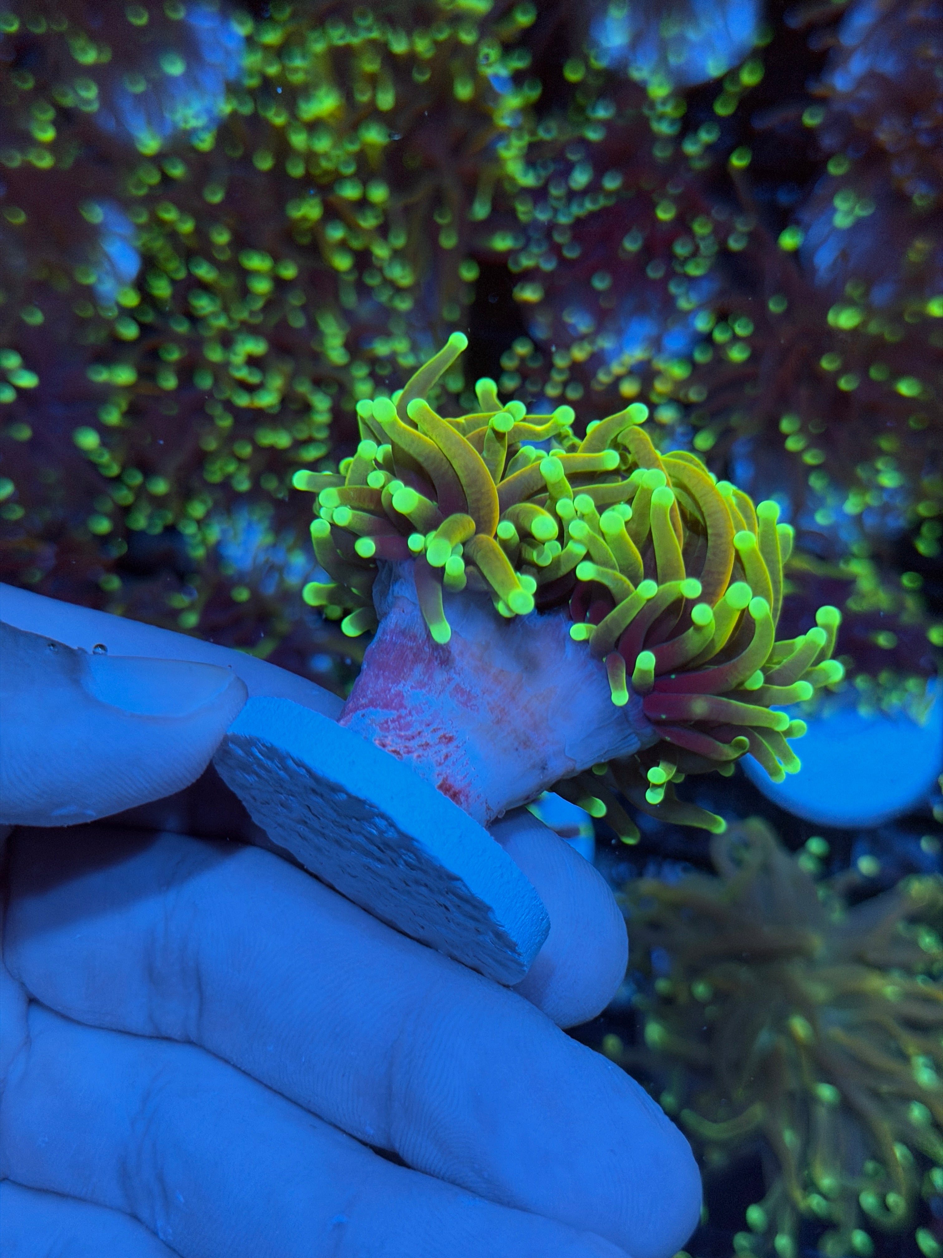 JEA Hellfire Torch Coral 2 Heads Splitting XXL 8/28