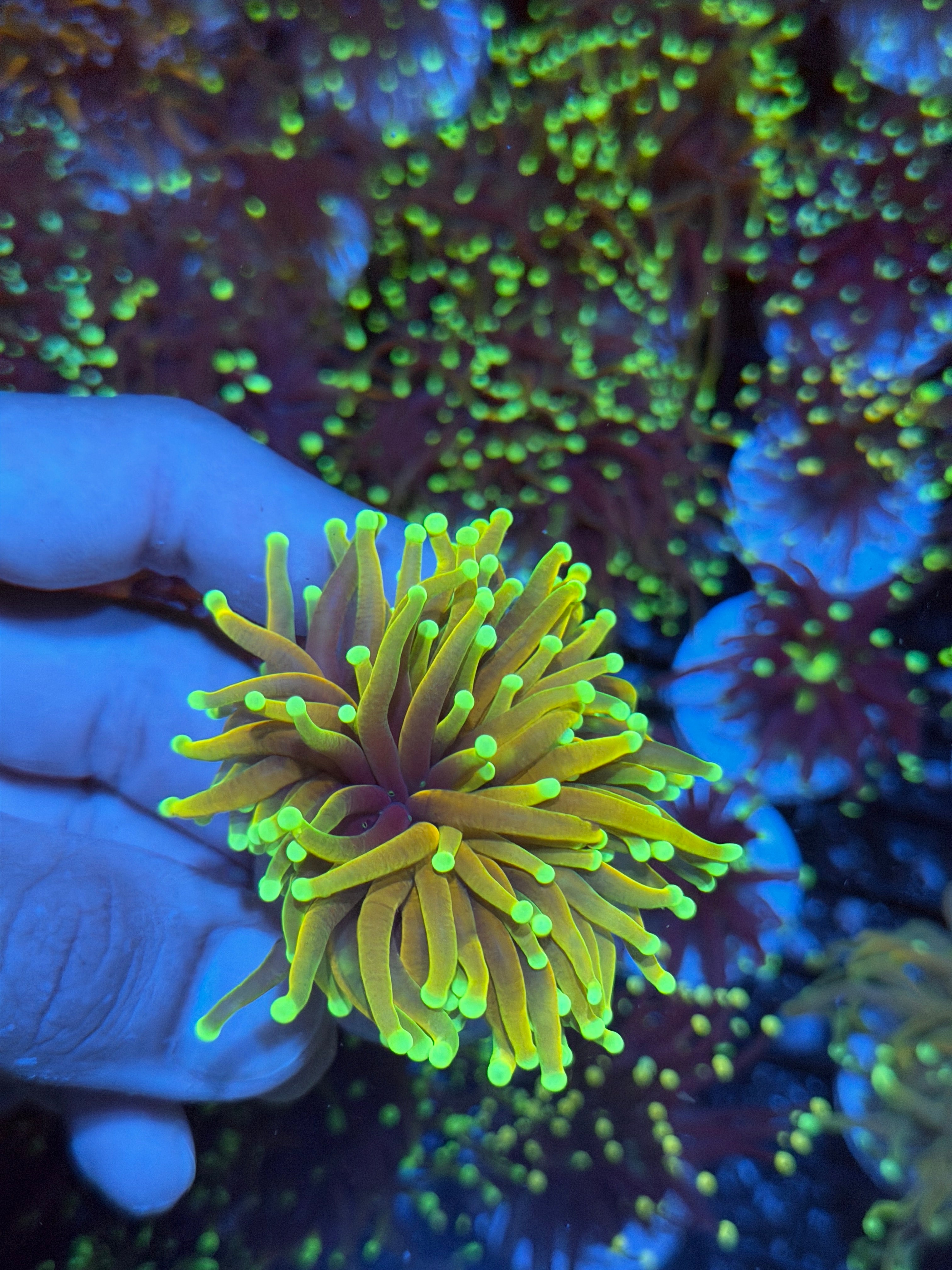 JEA Hellfire Torch Coral 1 XL Head 8/23