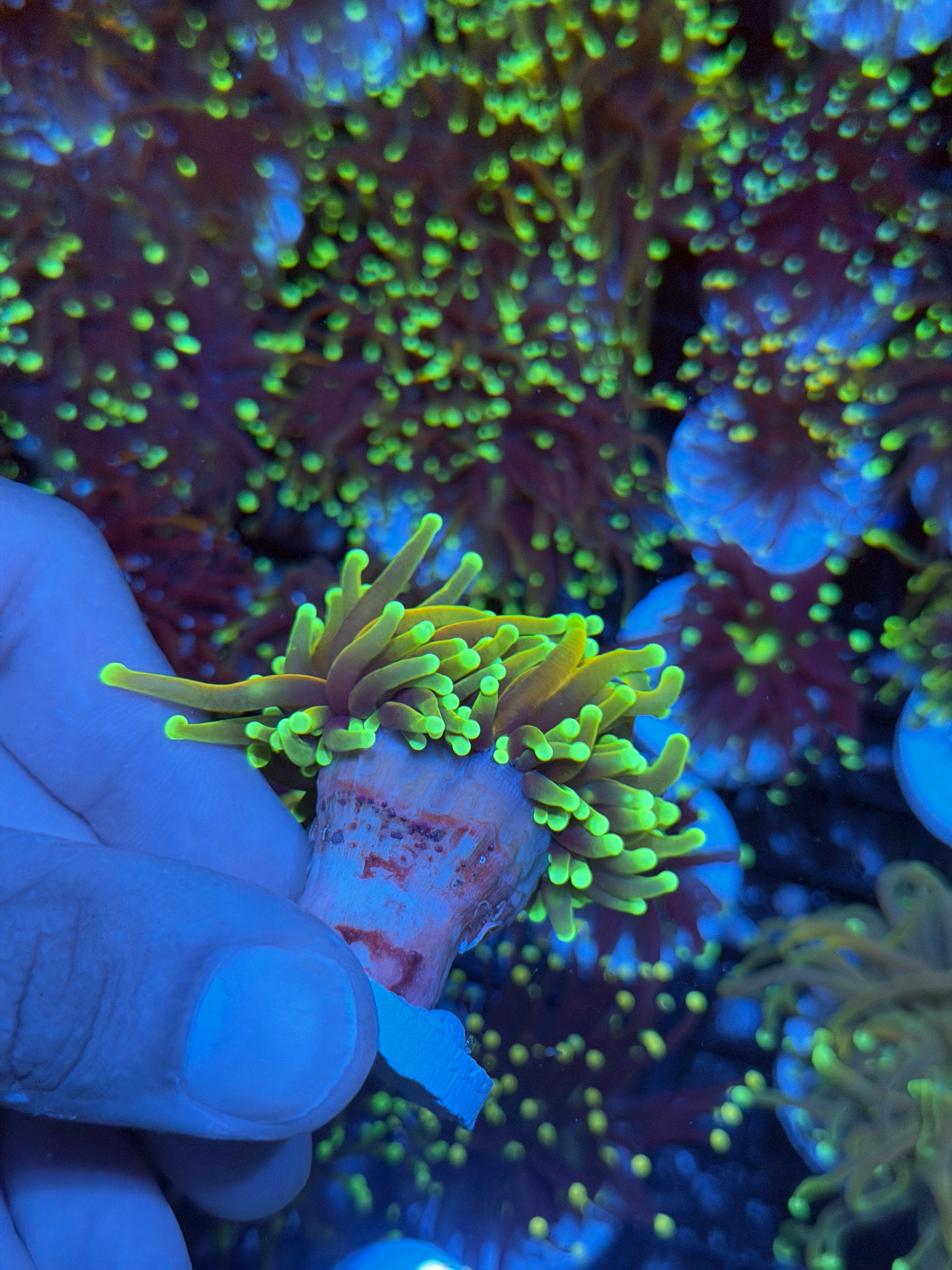 JEA Hellfire Torch Coral 1 XL Head 8/23