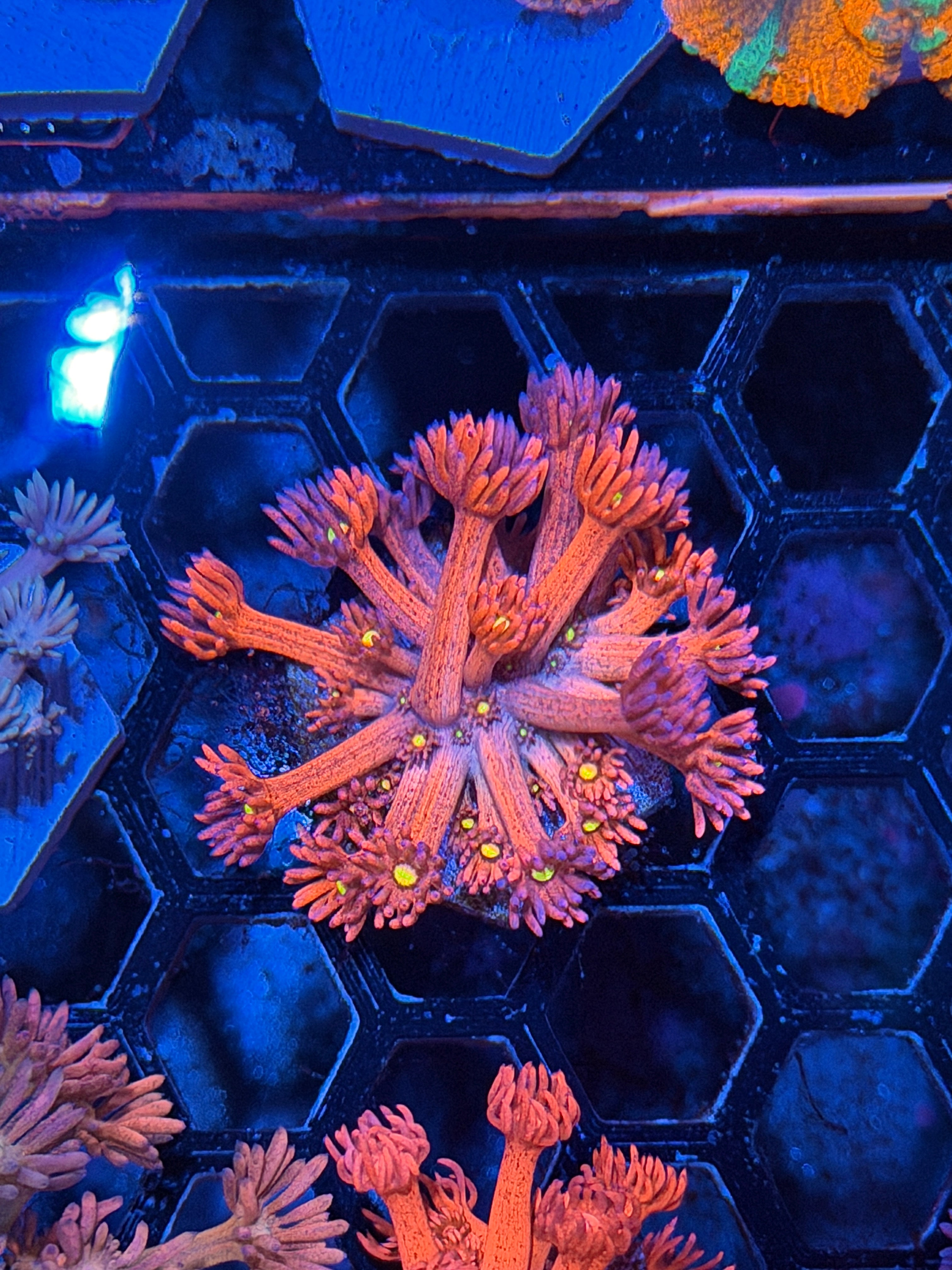 JEA Dragonfruit Goniopora Coral *Last Frag Available*