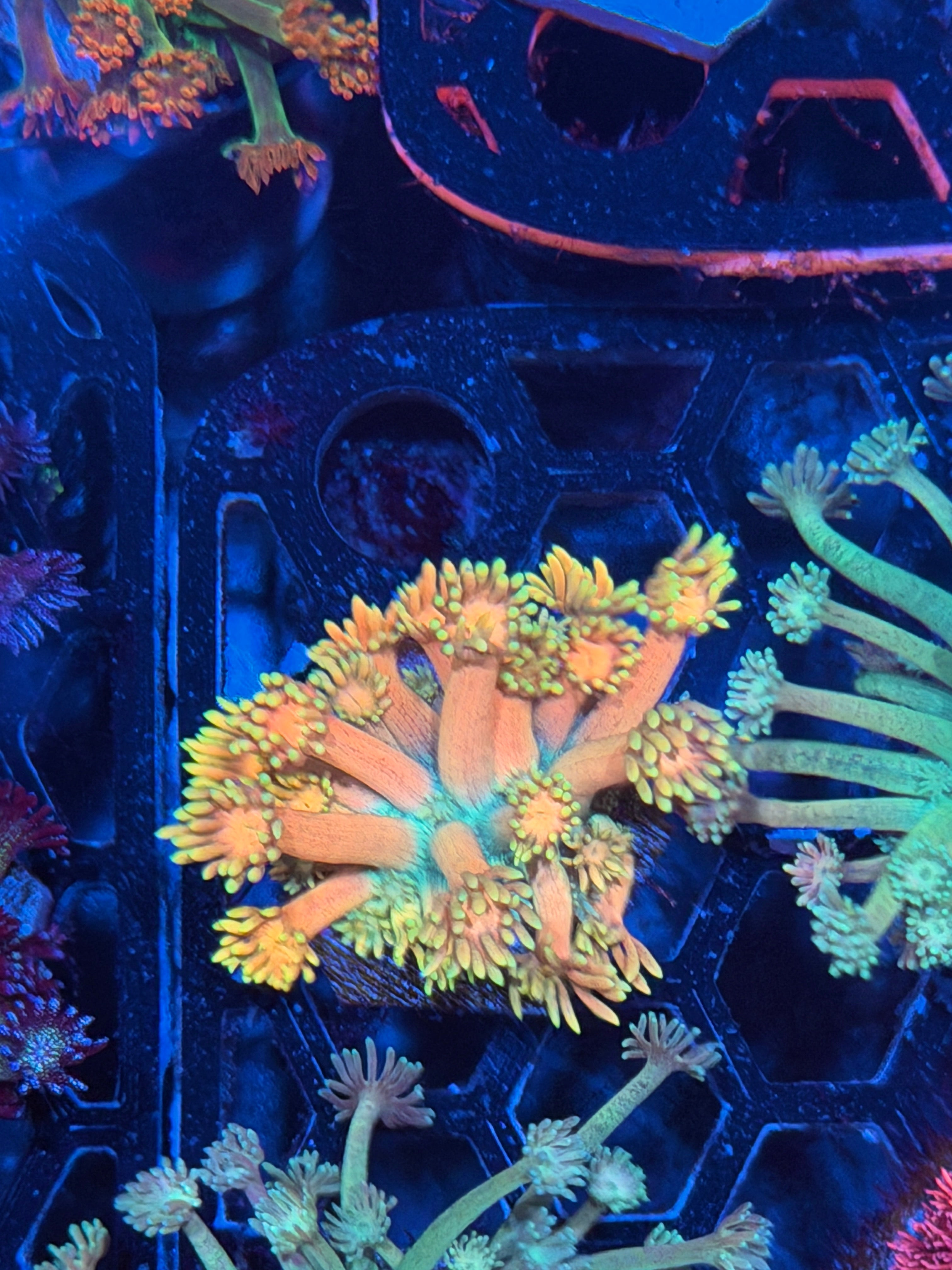 JEA Cream Saver Goniopora Coral *Last Frag Available*