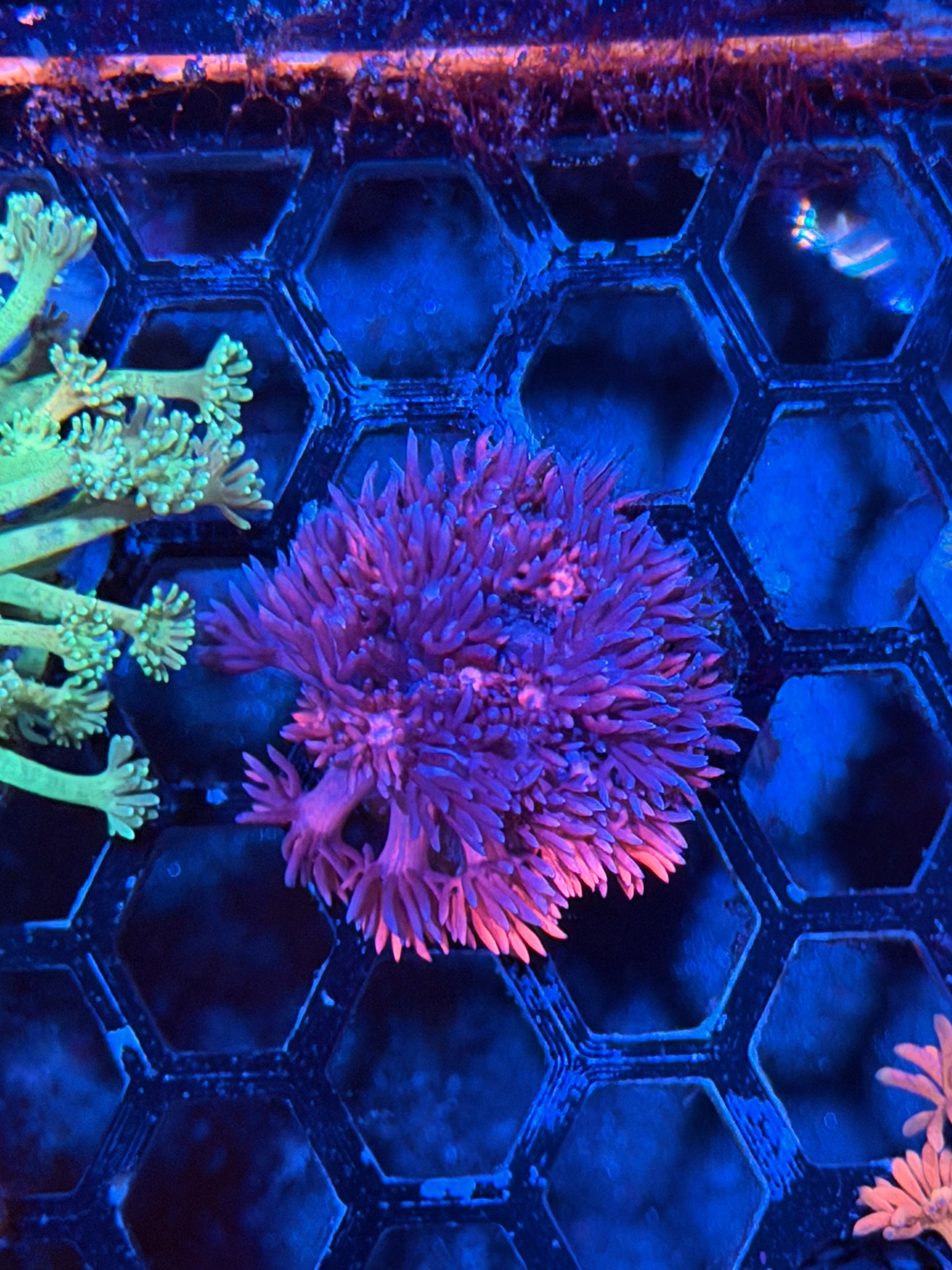 JEA Chimera Goniopora Coral *Last Frag Available*