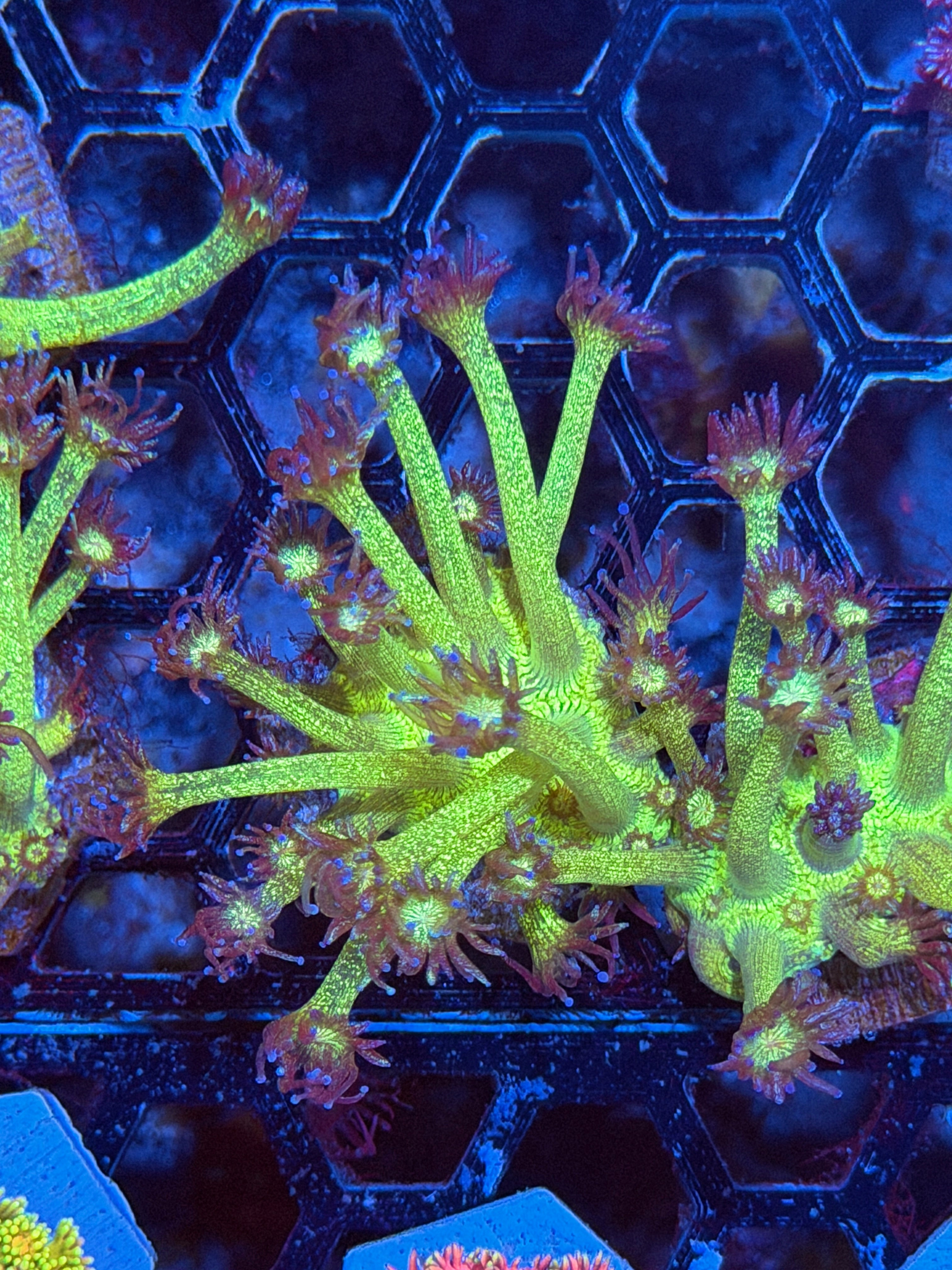 JEA Glitter Bomb Goniopora Coral XL Frag