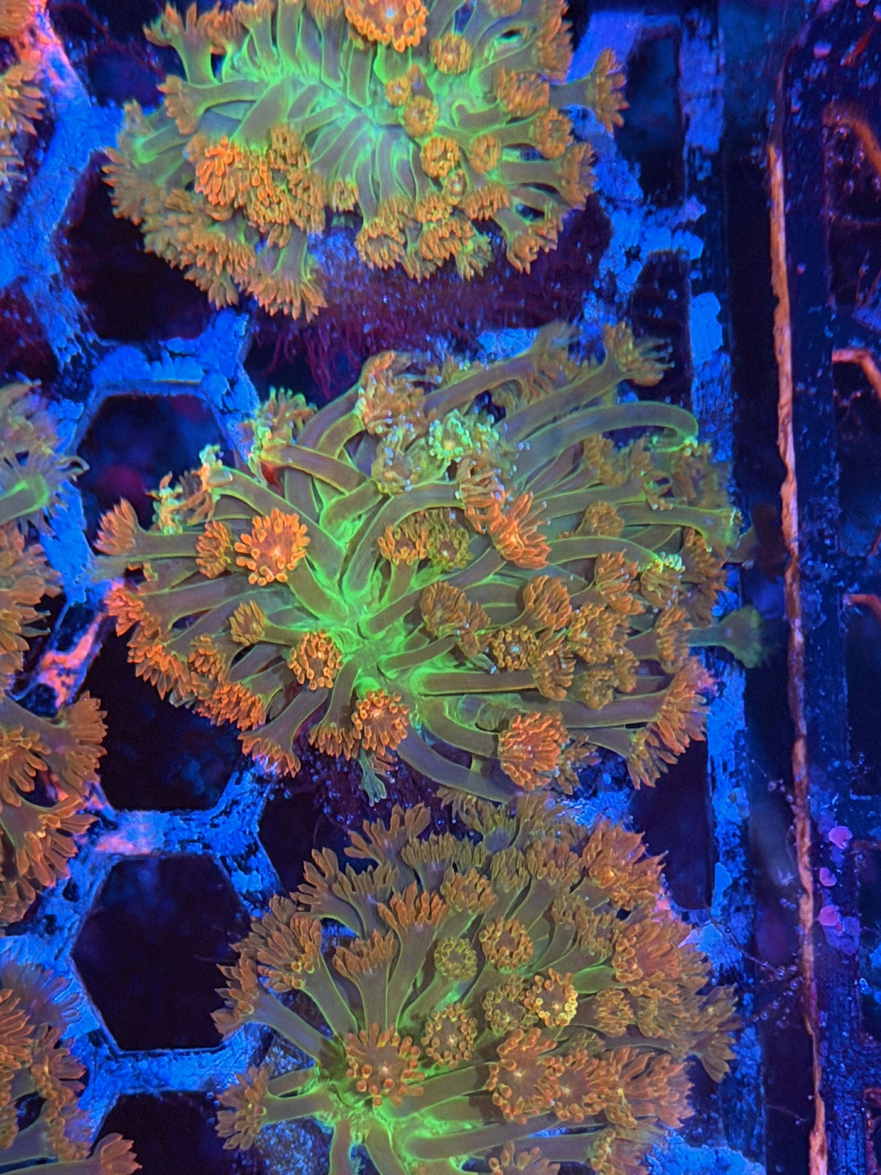 JEA Heatwave Goniopora Coral