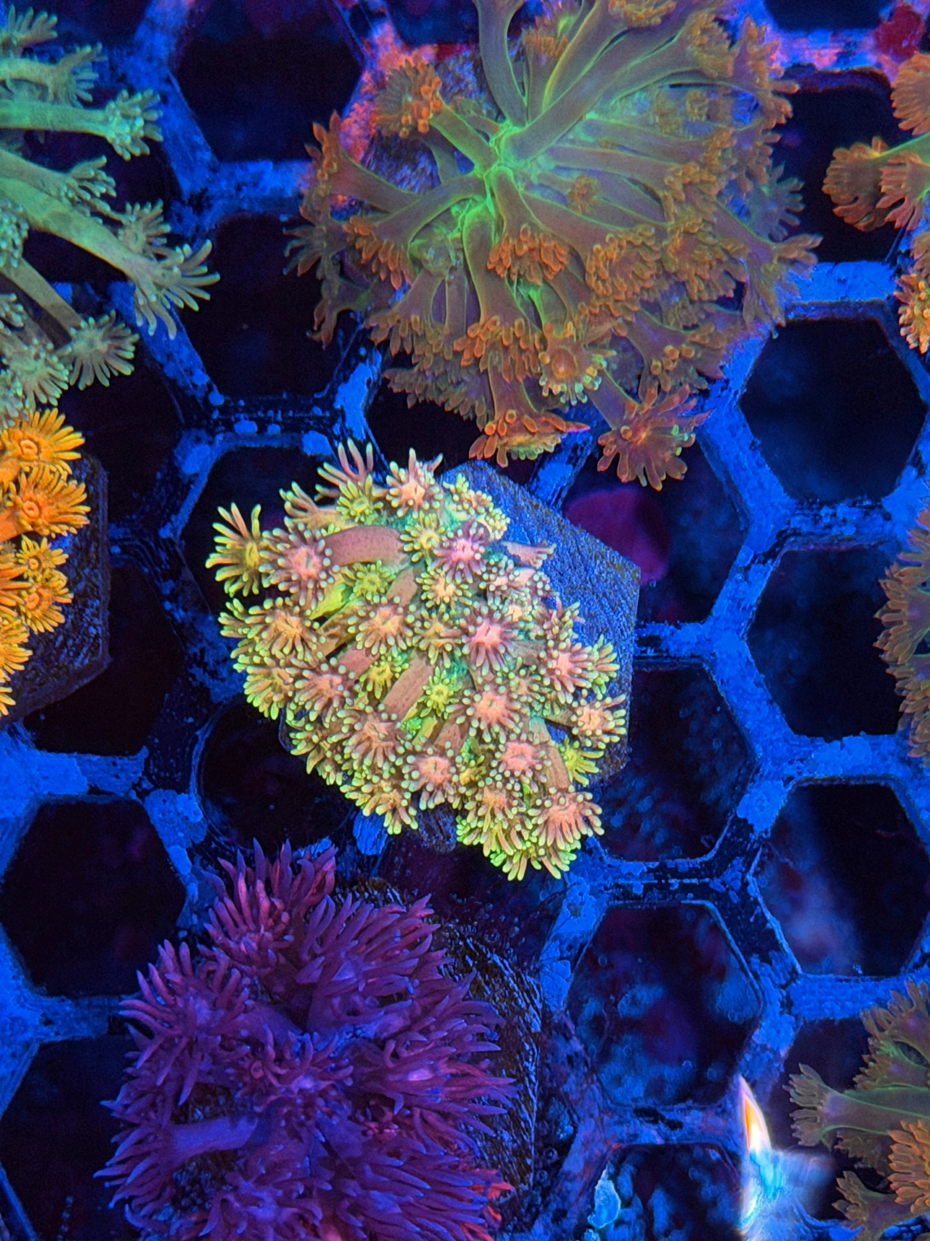 JEA Rainbow Daiquiri Goniopora Coral *Last Frag Available*