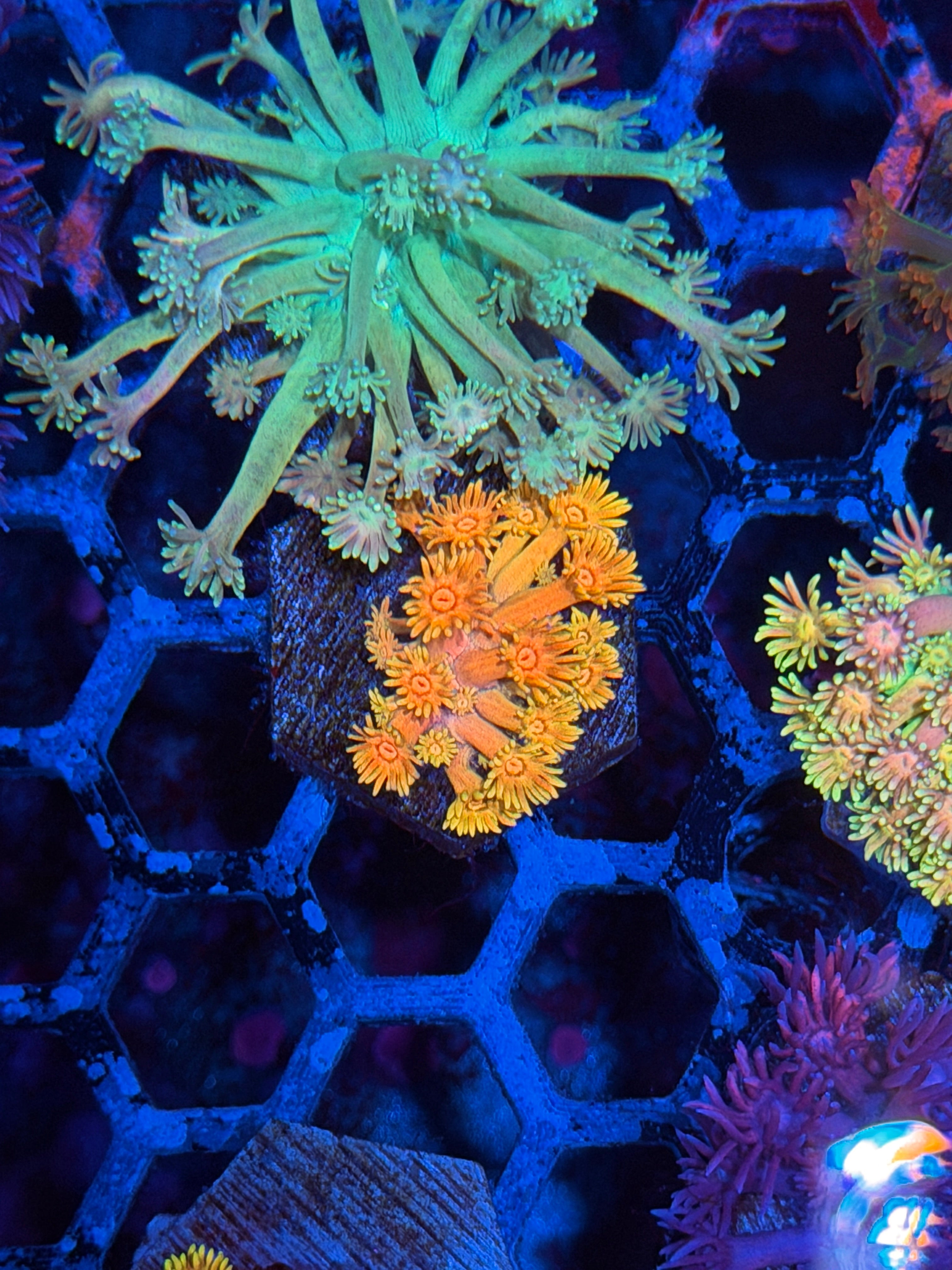JEA Sugar Cookie Goniopora Coral *Last Frag Available*