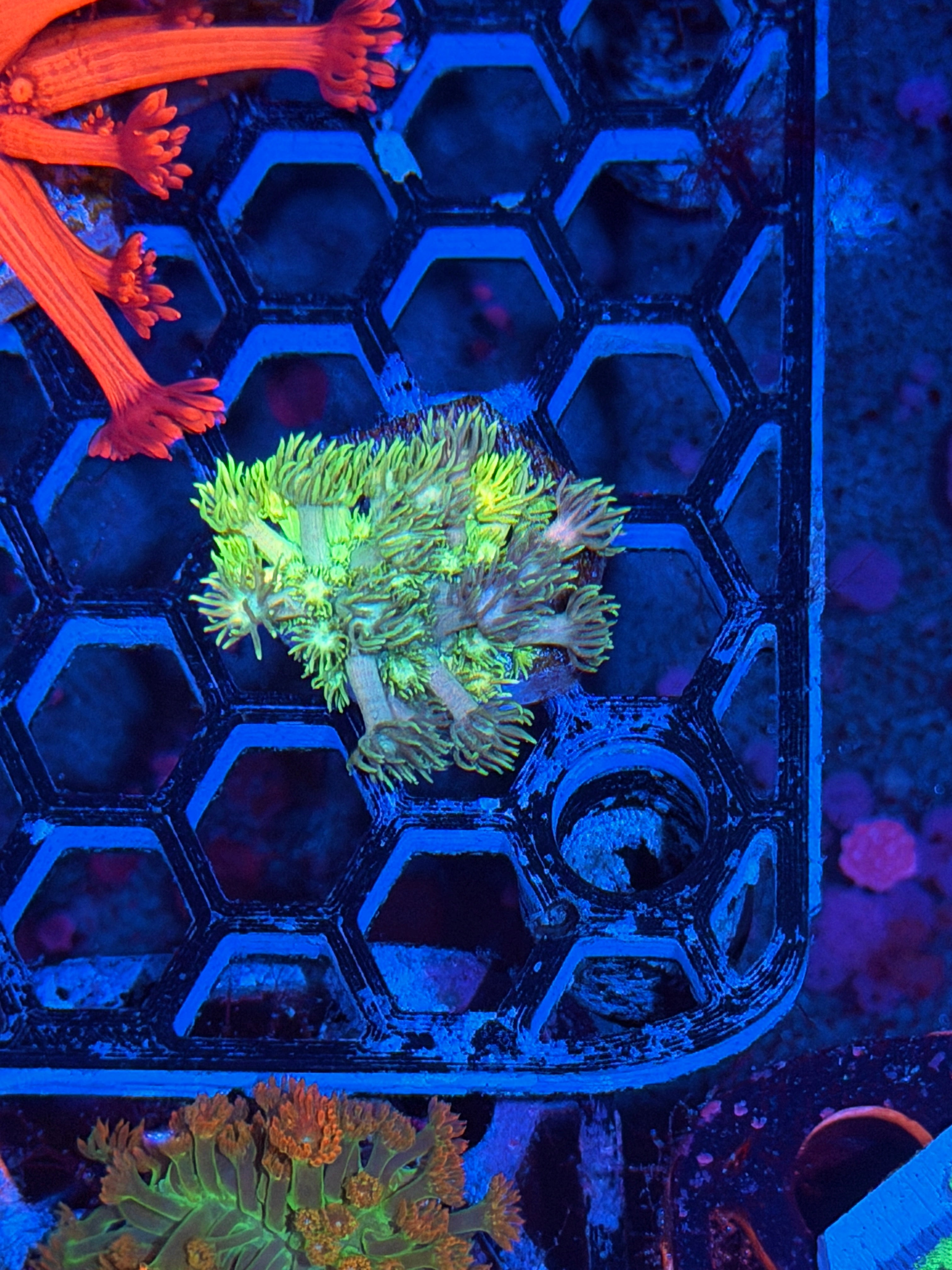 JEA Lemonhead Goniopora Coral *Last Frag Available*